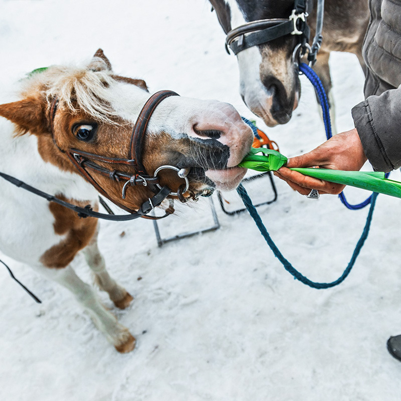 Парковые городские мероприятия. Коваленко Светлана, фотограф в Москве. Концерты, события и люди