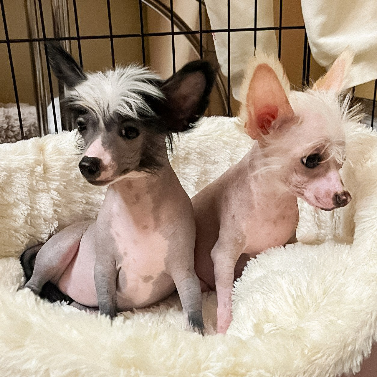 Reviews of Poale Ell Nursery. Poale Ell Chinese Crested Dog Kennel: Buy a puppy from the kennel