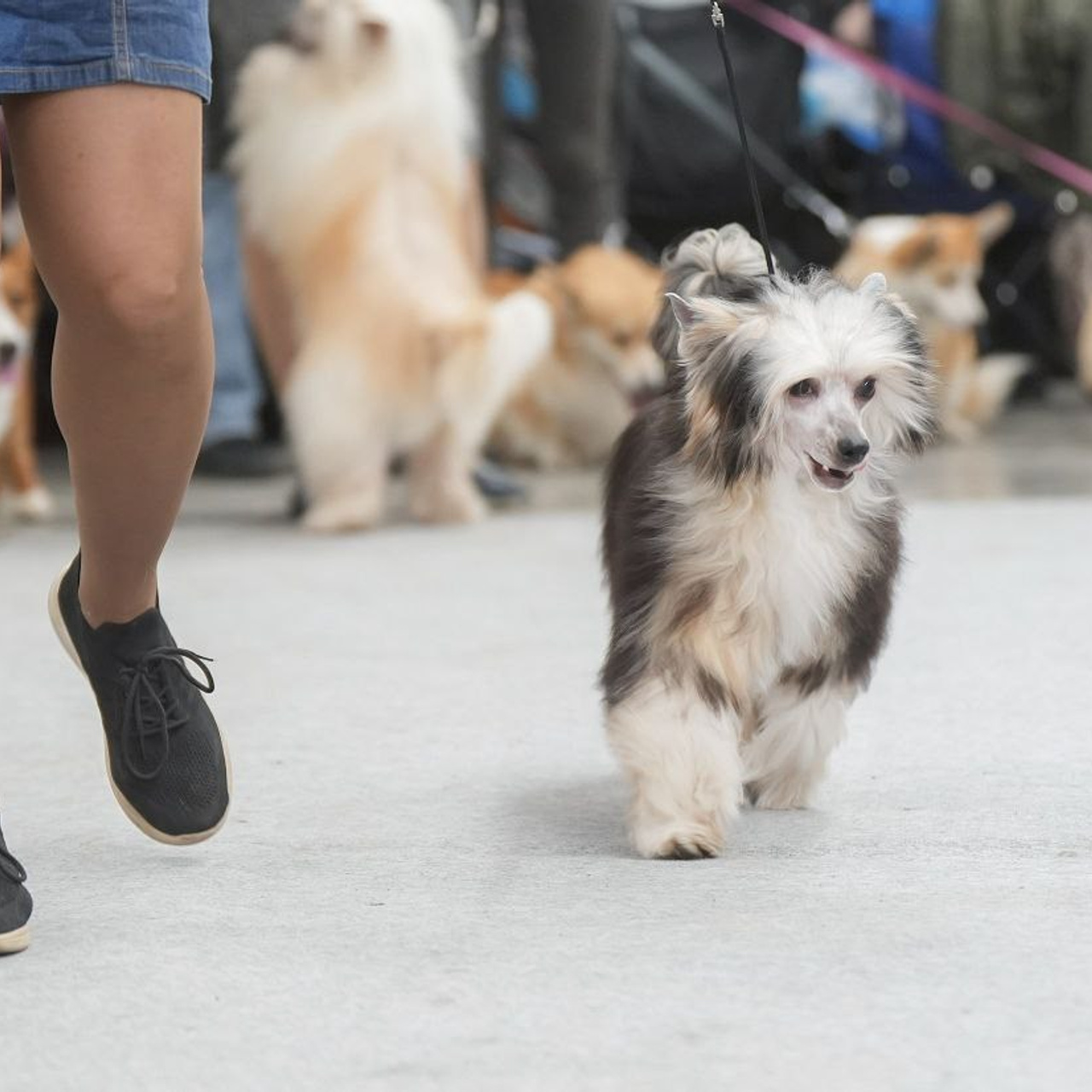 Феликс — лучший щенок выставки! Наши поздравления. Питомник китайских хохлатых собак Poale Ell: купить щенка