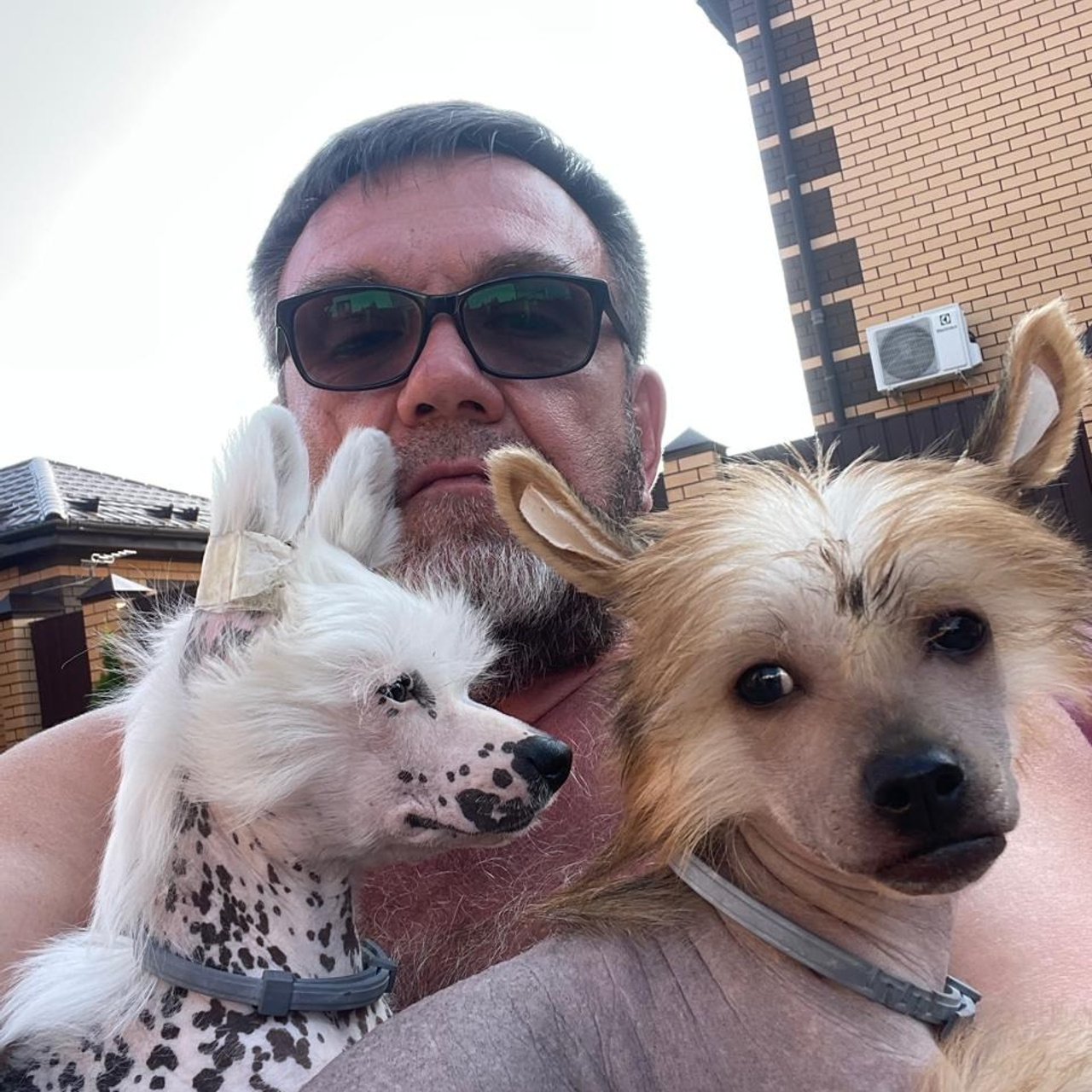 Reviews of Poale Ell Nursery. Chinese Crested Dog Kennel Poale Ell