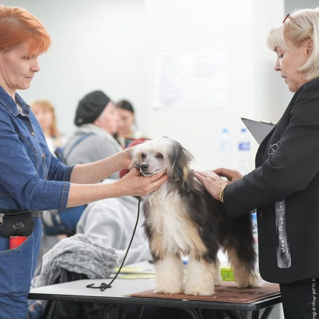 Феликс — лучший щенок выставки! Наши поздравления. Питомник китайских хохлатых собак Poale Ell: купить щенка