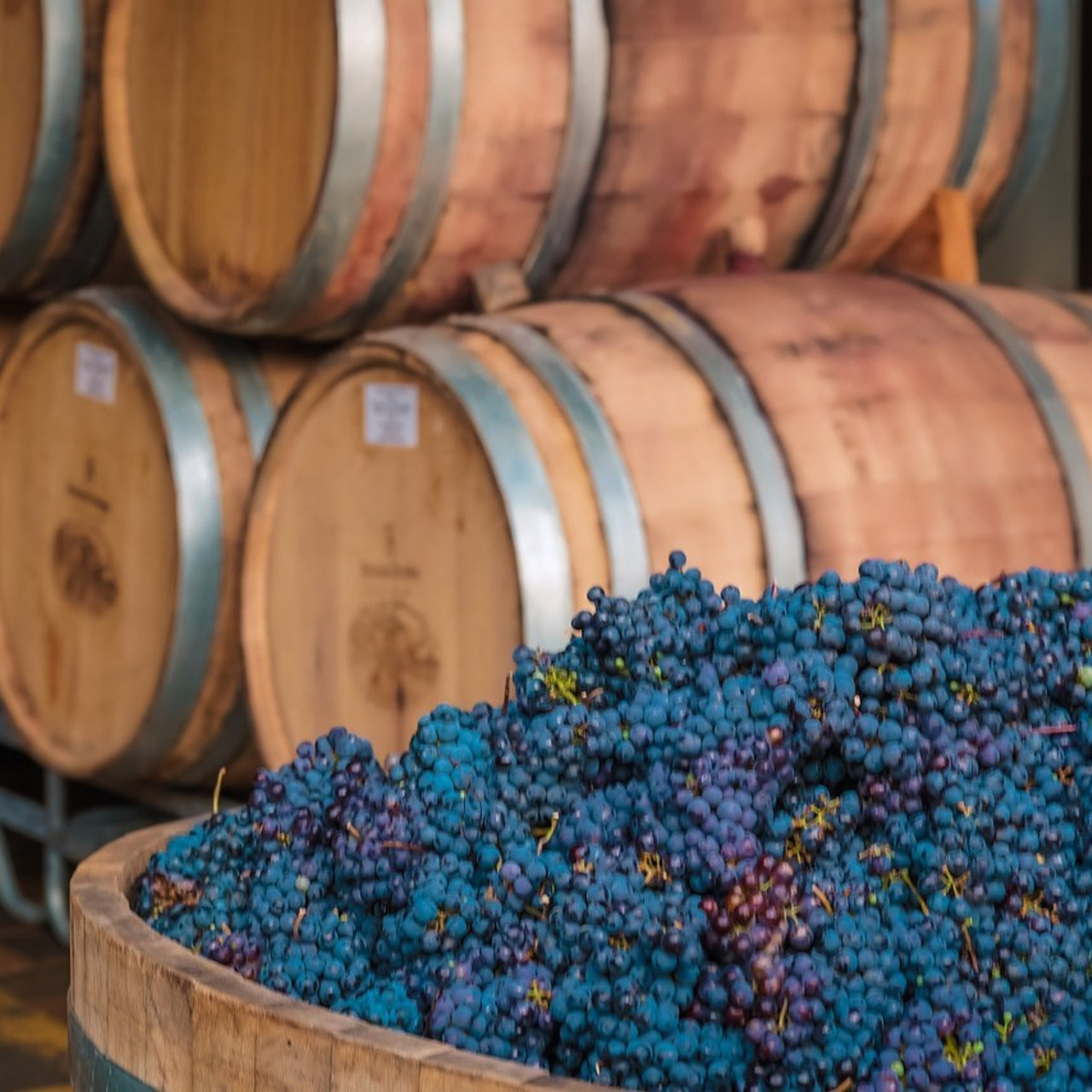 Отзывы. Катерина Иванова | Фотограф | Пятигорск