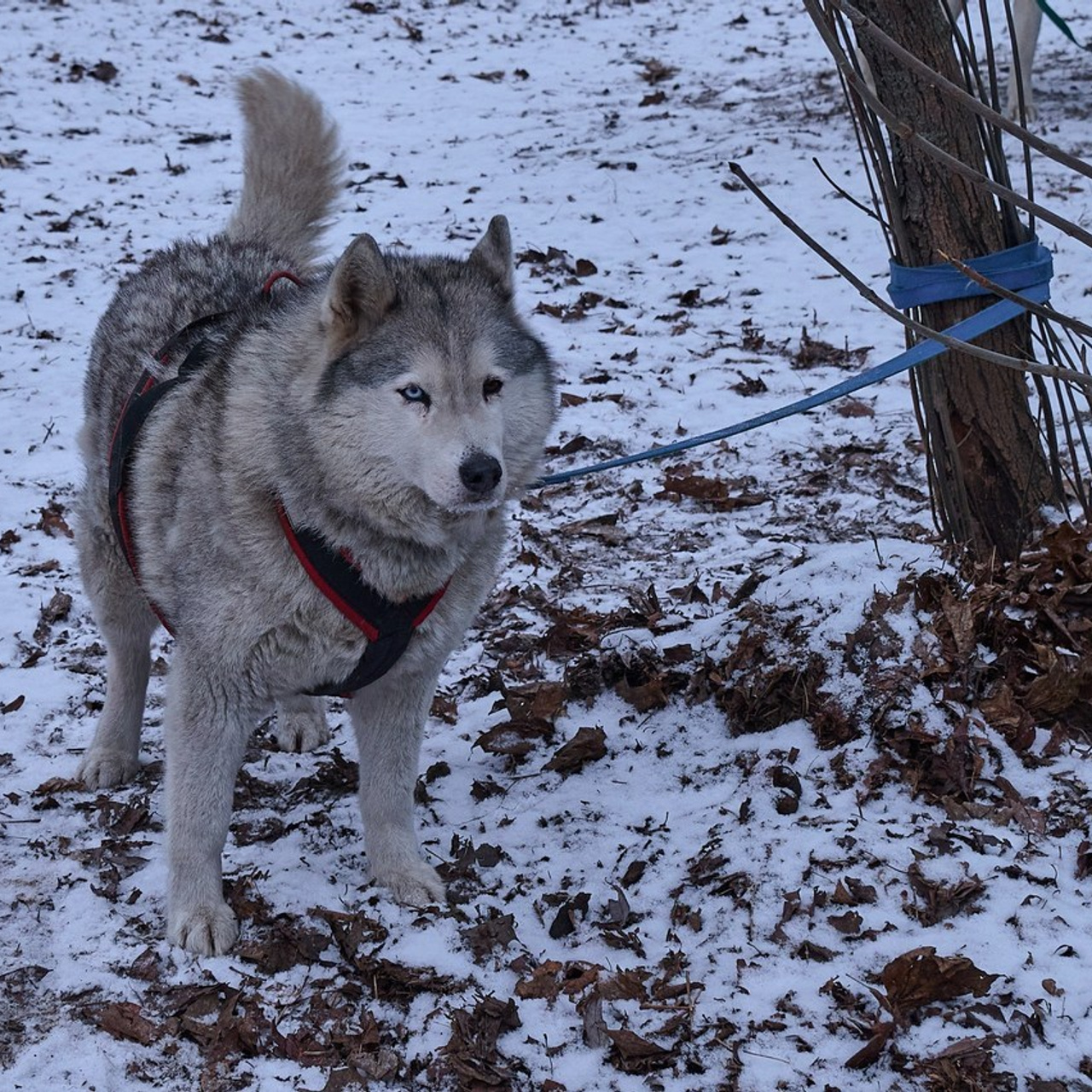 Отзывы. Репортаж | фотосъемка в Москве и РФ | Фотограф Александр Емелькин