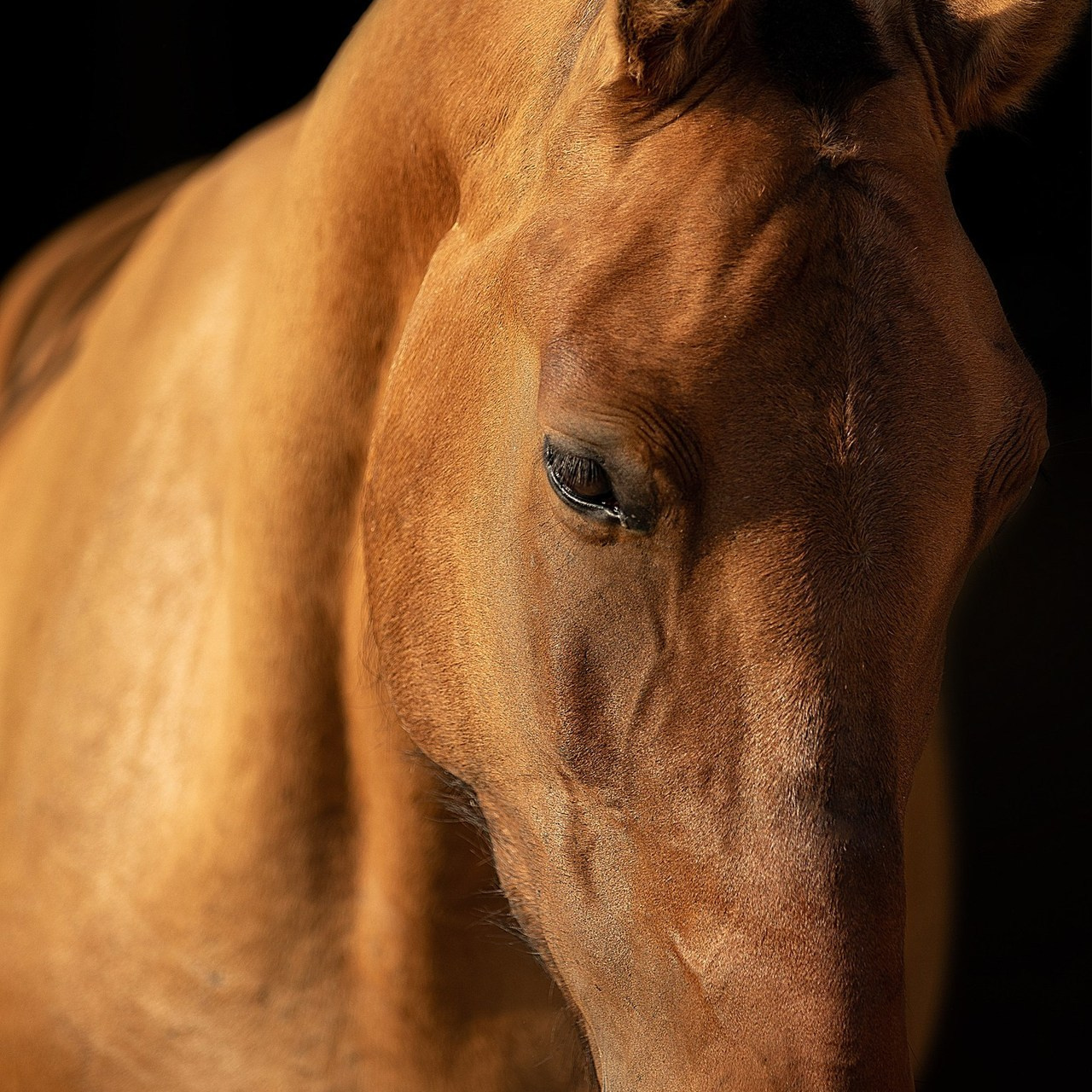 Отзывы. Конный и театральный фотограф Анапа