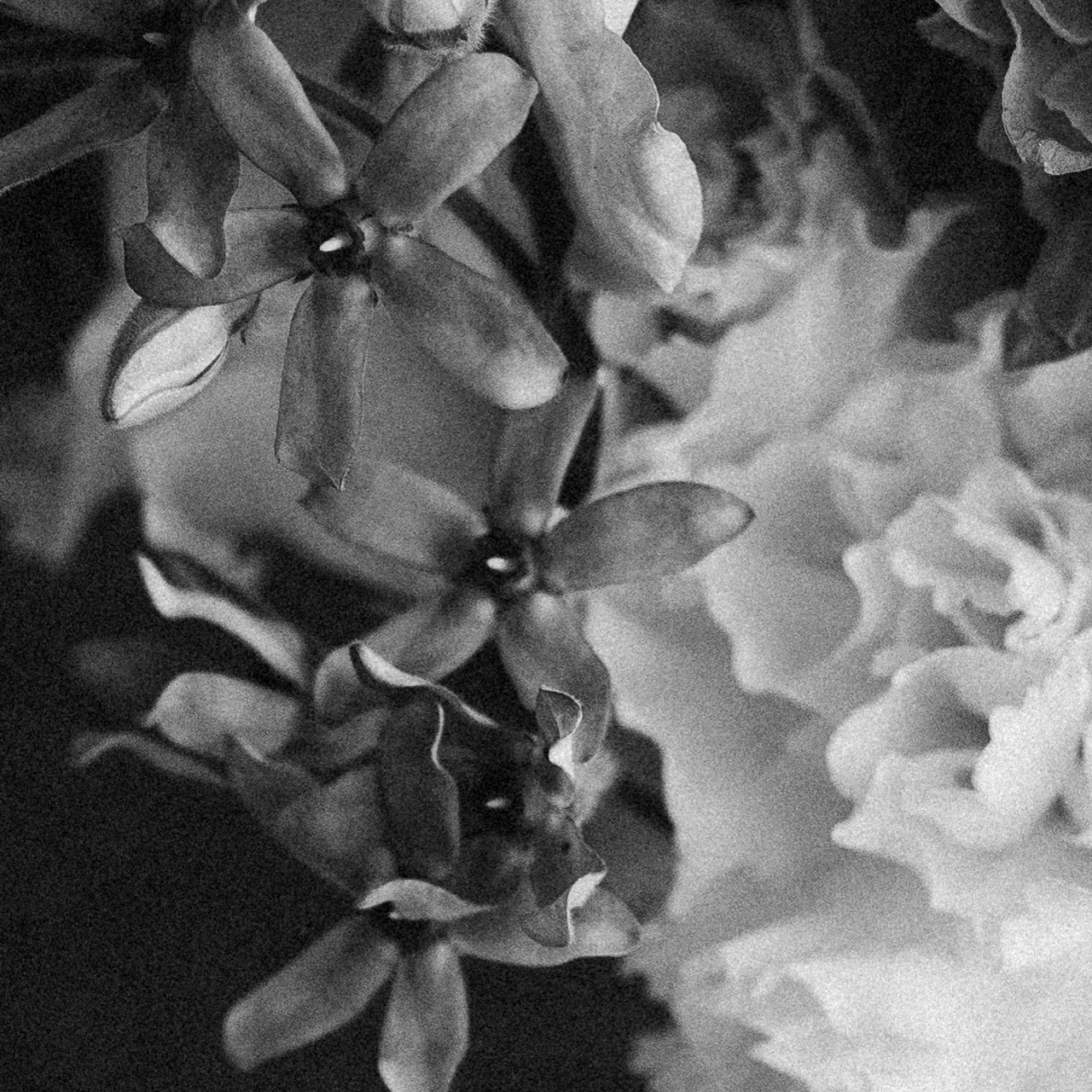 Владимир и Ляйсан