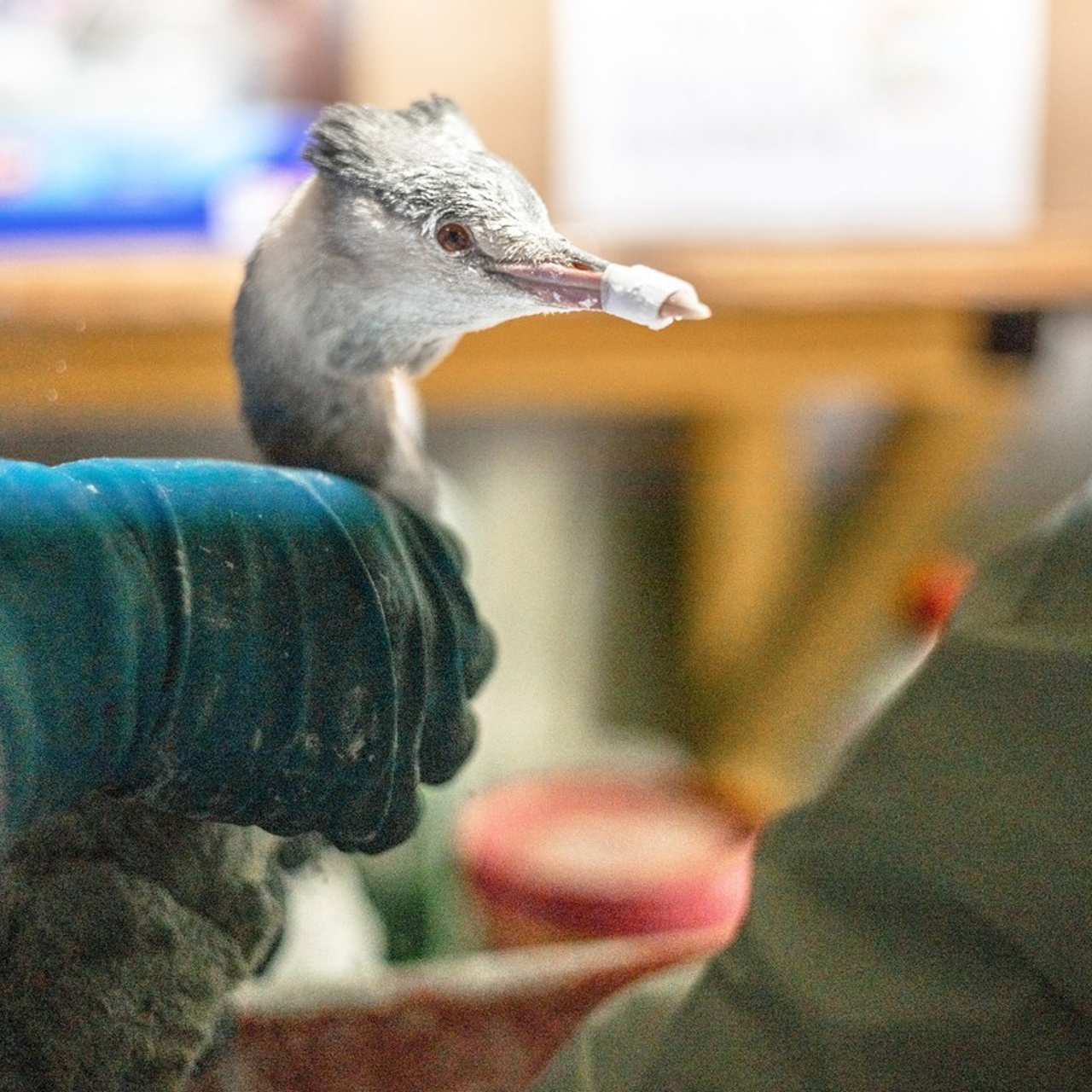 Отзывы о фотографе Александра Долбикова. Художественный фотограф Анапа Александра Долбикова