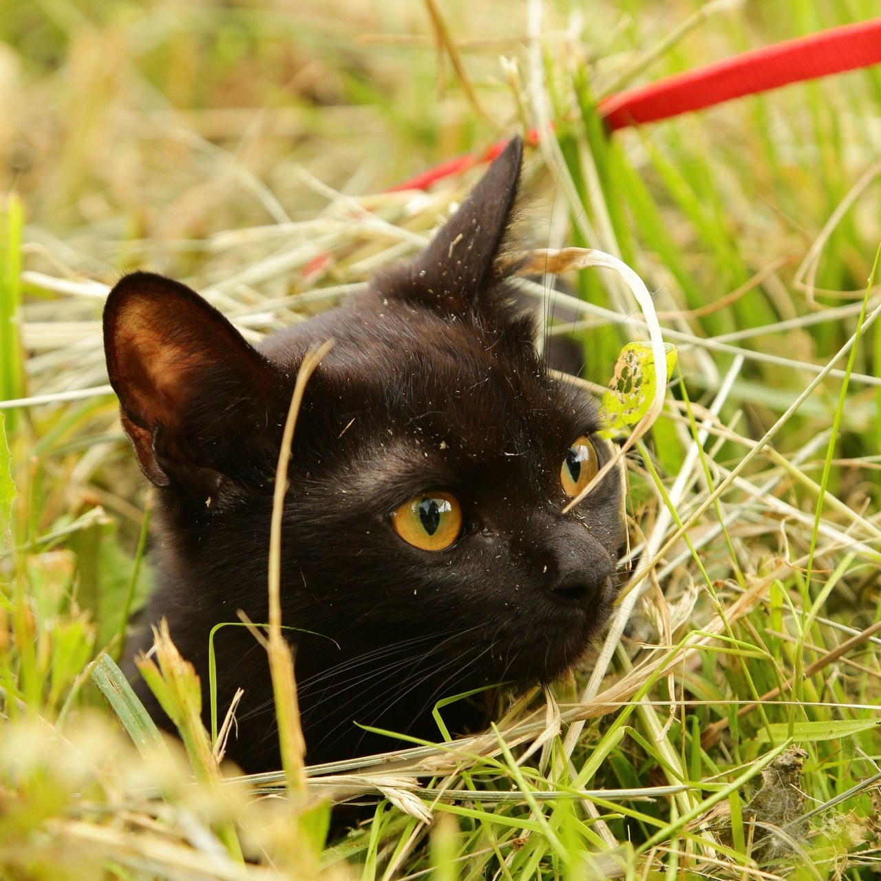 Отзывы. Фото G