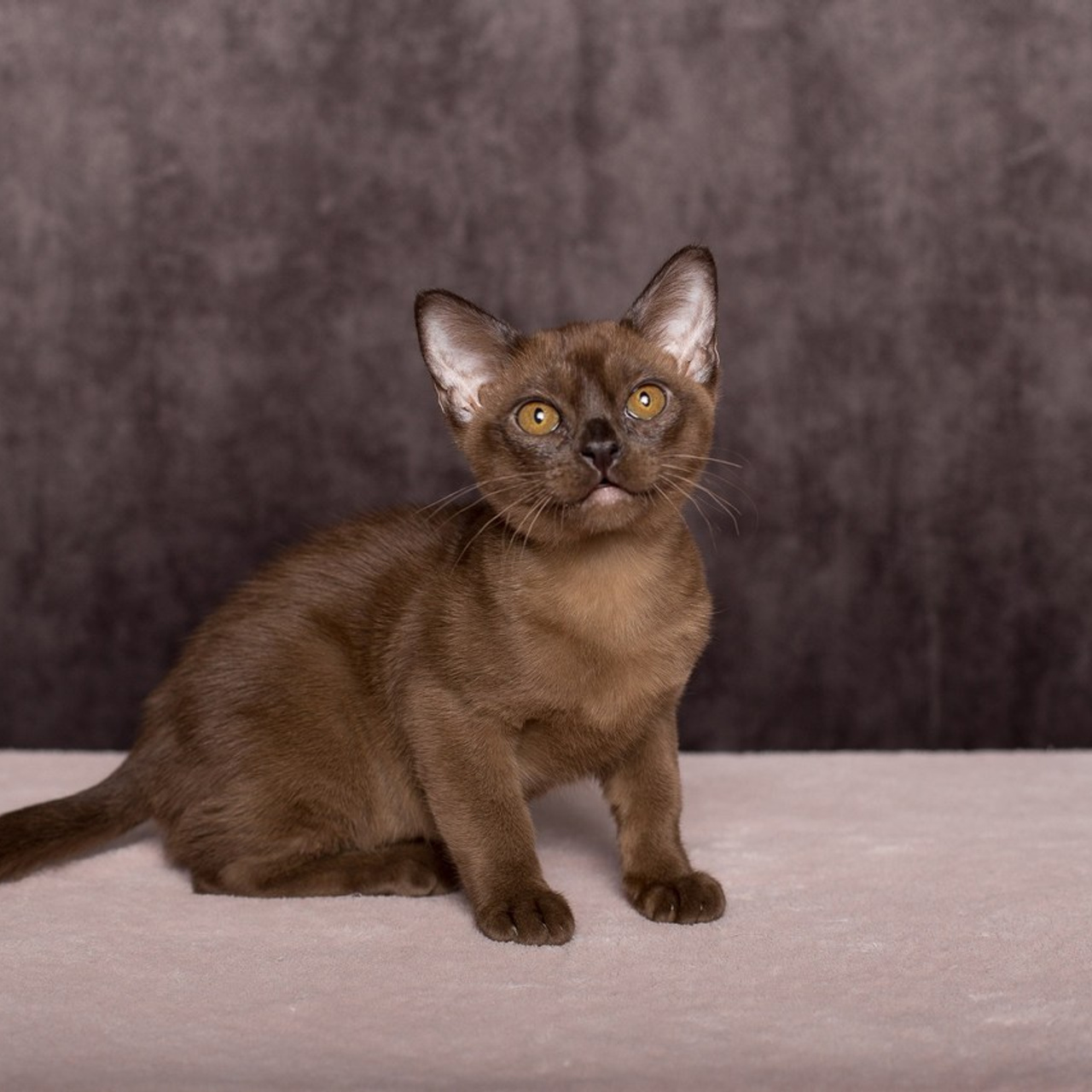 Отзывы фотошкола-студия"Вдохновение» г. Абакан. Фотошкола и фотокурсы в Абакане