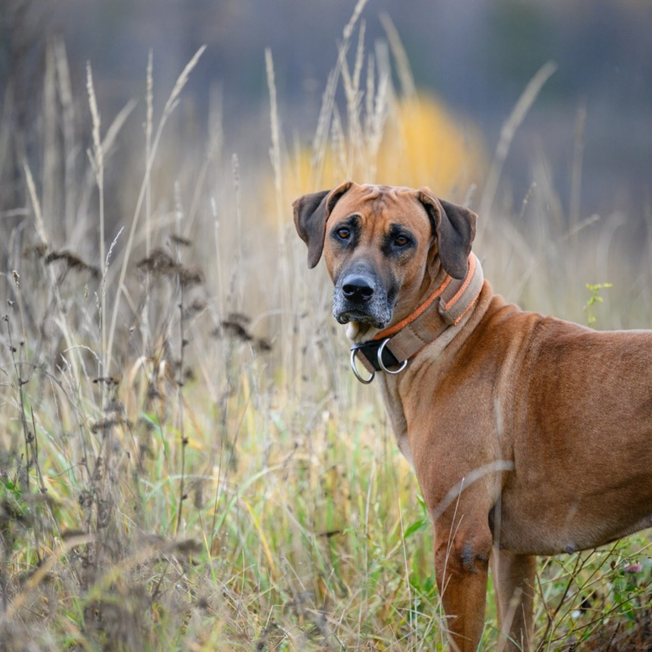 Отзывы. Семейный фотограф и анималист в Москве и Московской области