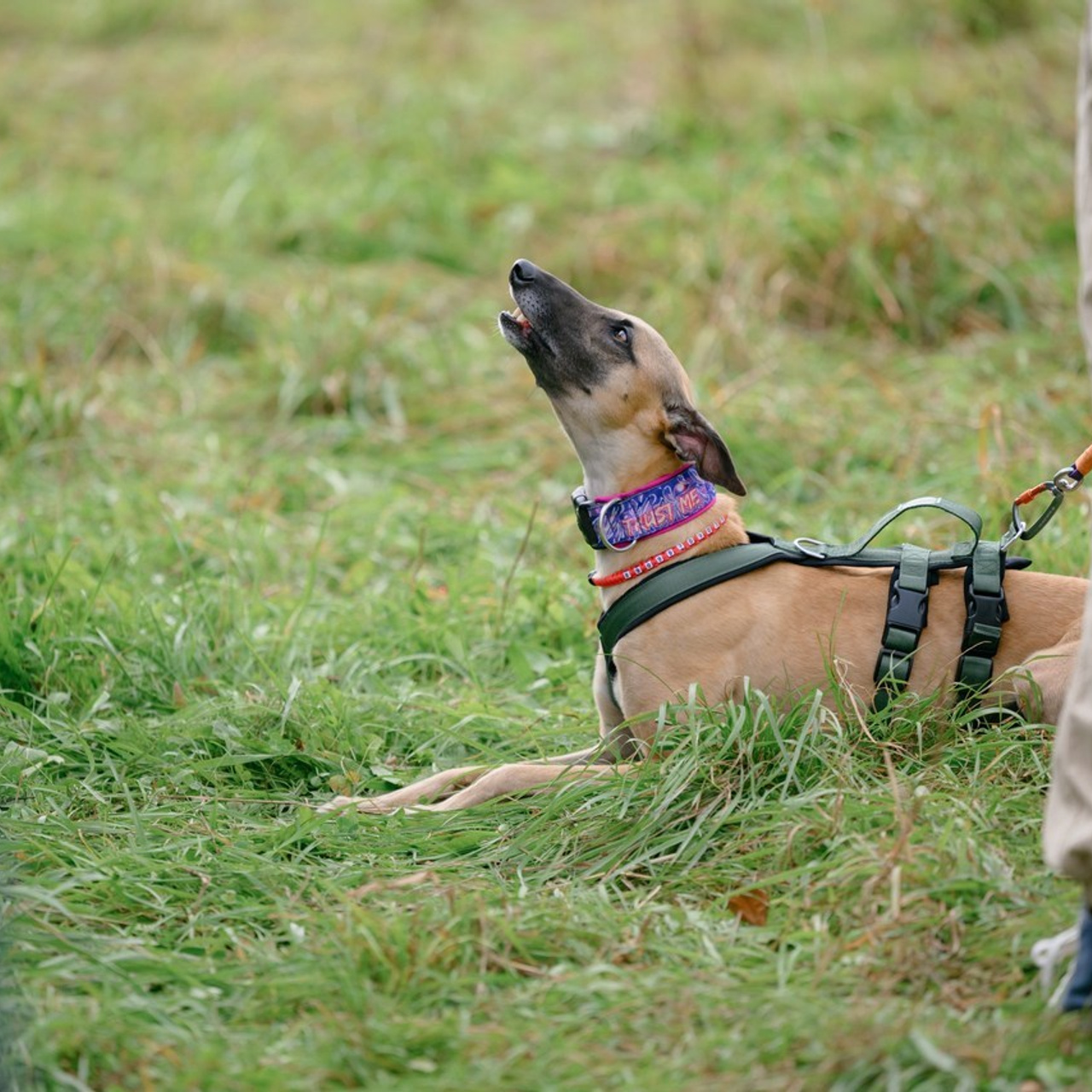 Отзывы. Семейный фотограф и анималист в Москве и Московской области