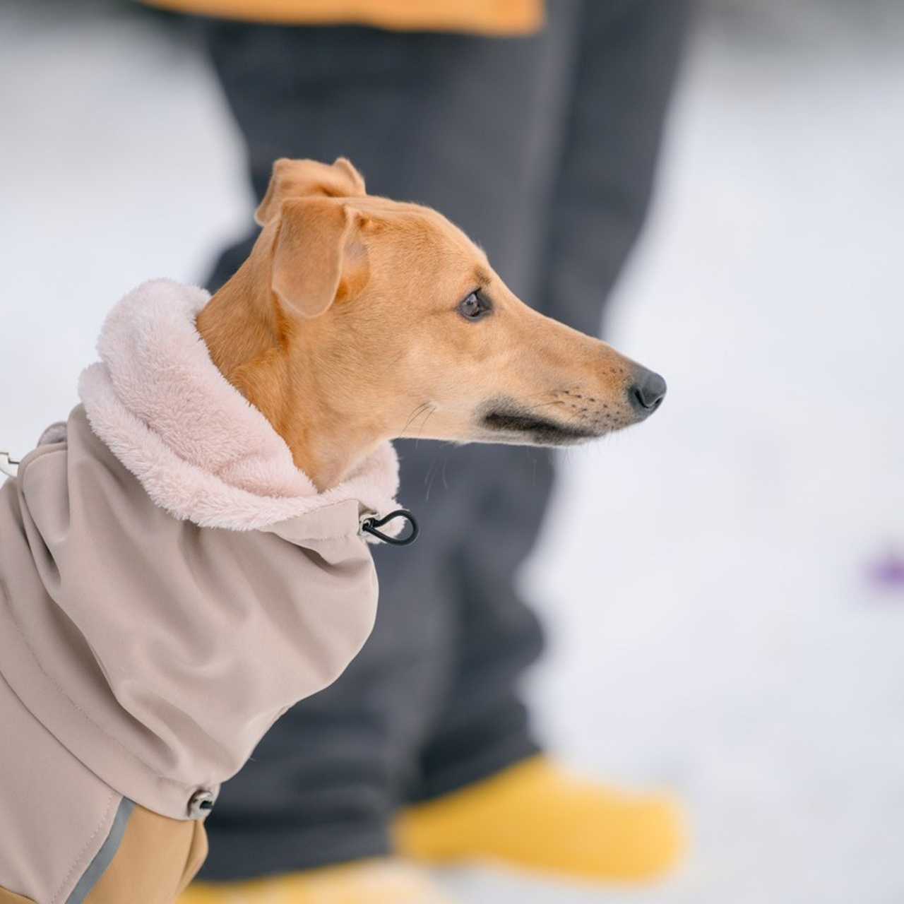 Отзывы. Семейный фотограф и анималист в Москве и Московской области