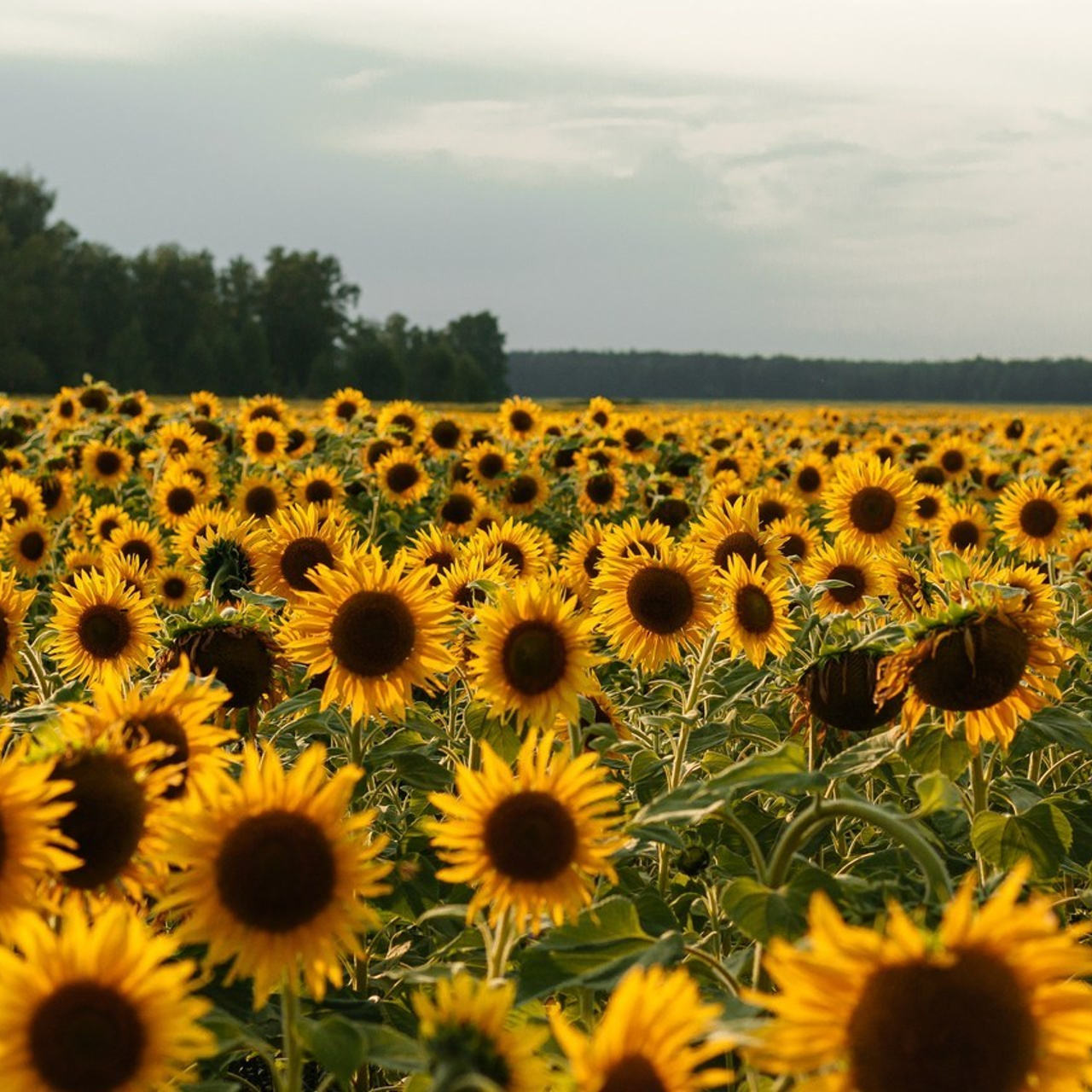Отзывы. Юлия Айкашева фотограф в Коркино и Челябинске