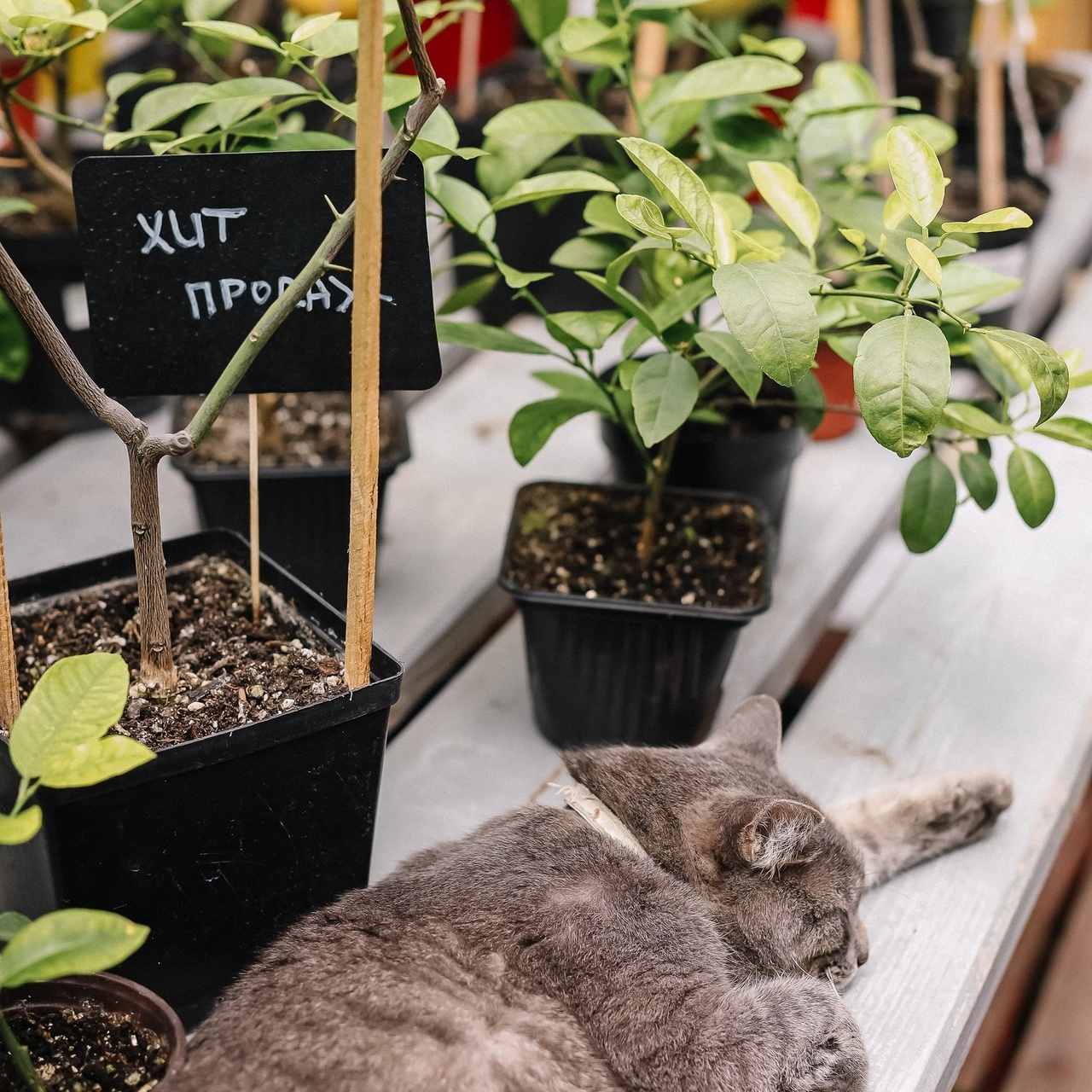 Отзывы. Семейный фотограф Трусова Евгения в Екатеринбурге