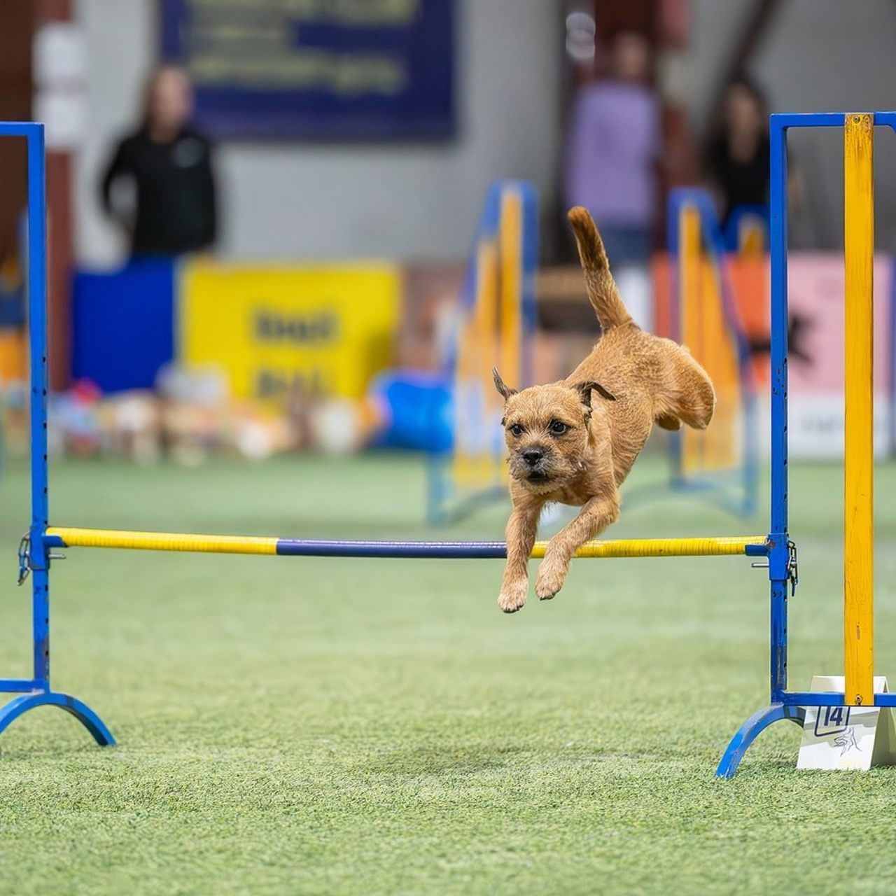Отзывы. Фотограф-анималист Виктория Симонова. СПб