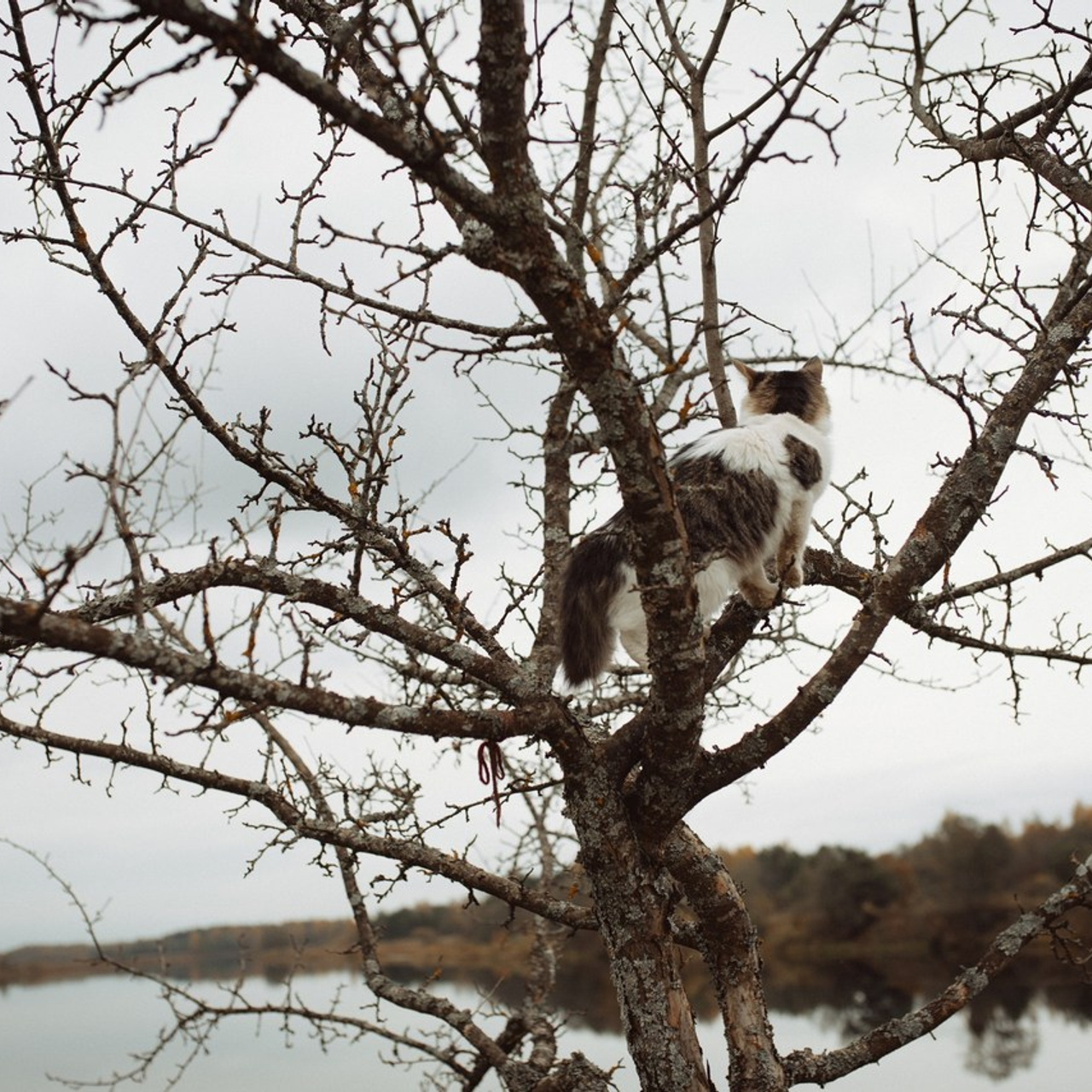 ОТЗЫВЫ. Фотограф Лебедева Наталья