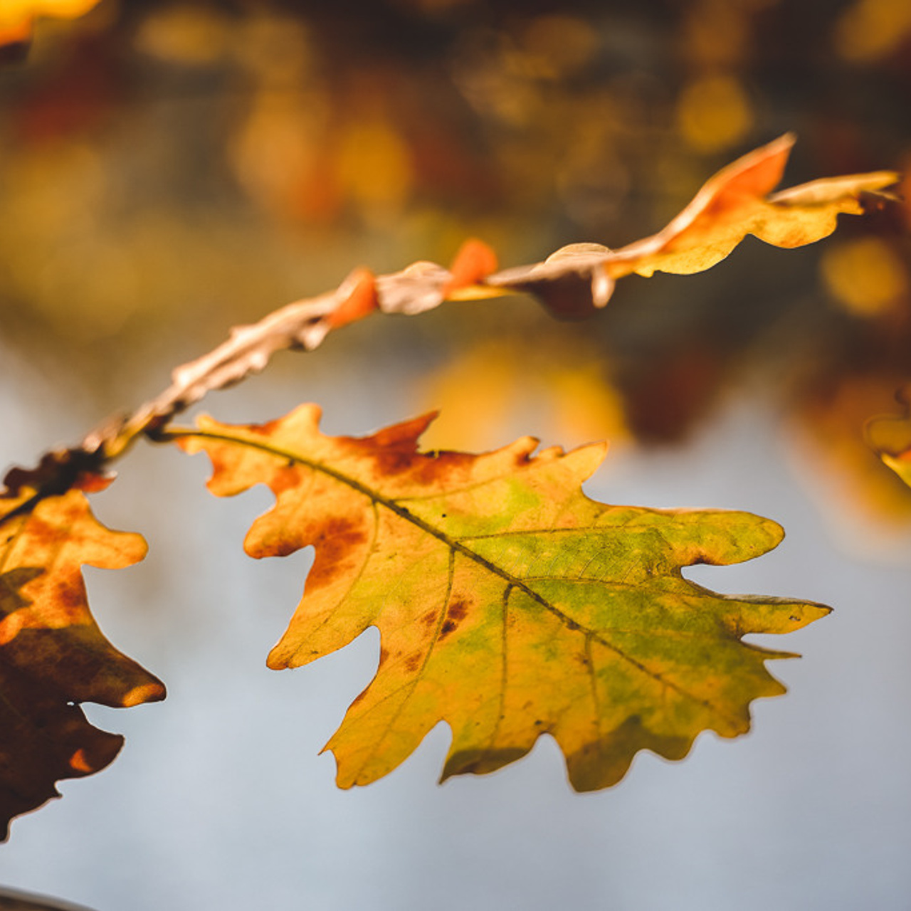 Осенний пейзаж