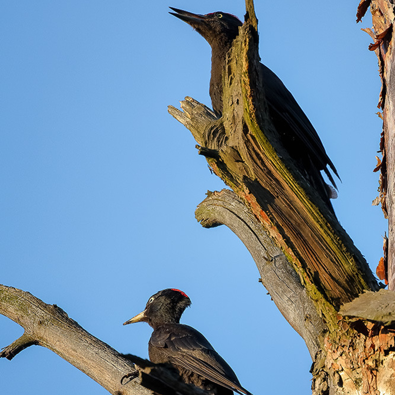 Черный дятел