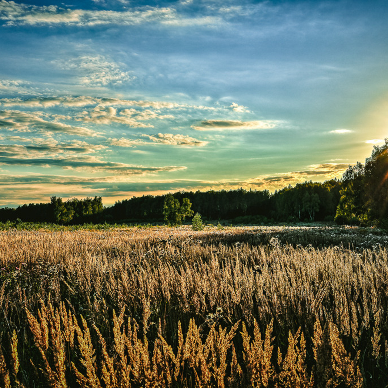 Летний пейзаж