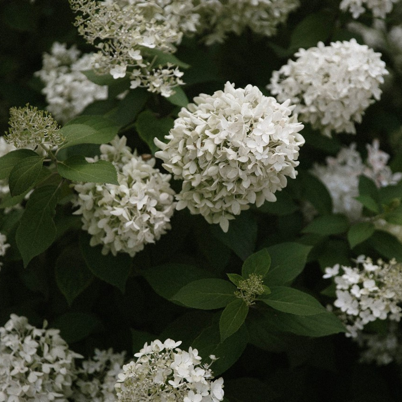 Отзывы. VOLOCHKOVA