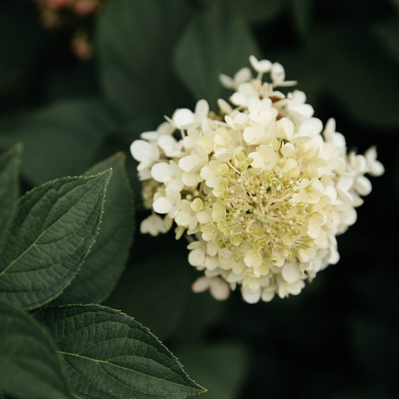 Отзывы. VOLOCHKOVA