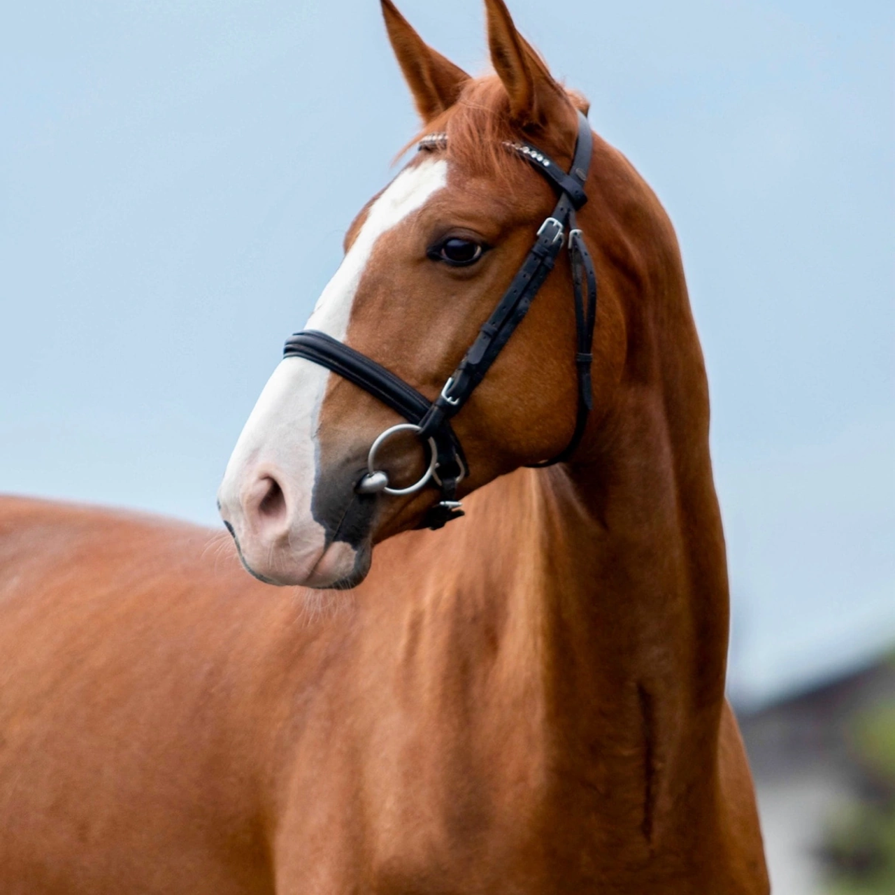 Конные портреты. Wixmort | photographer Polina Soldatova