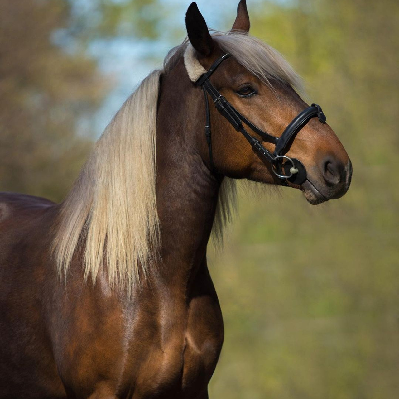 Конные портреты. Wixmort | photographer Polina Soldatova