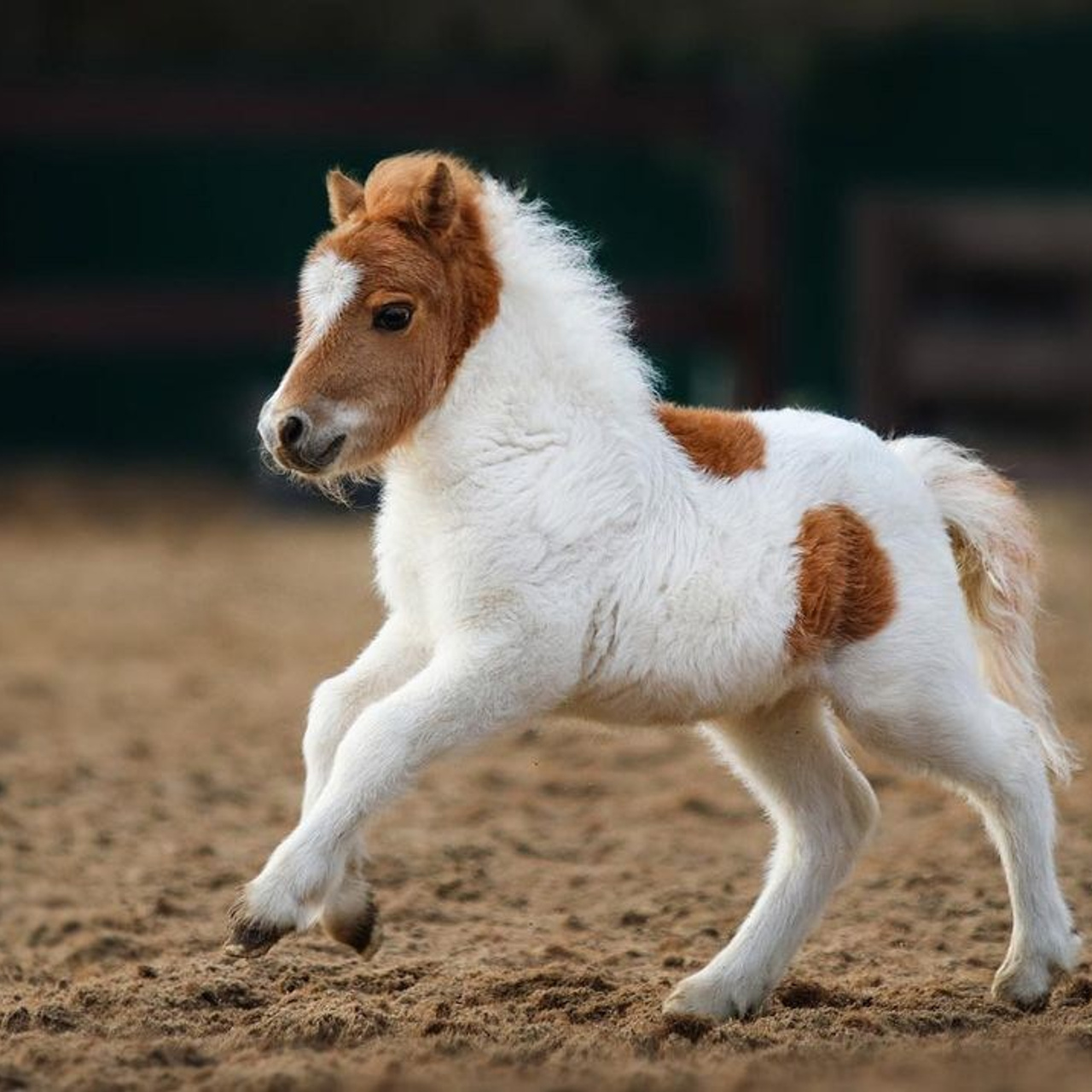 Конные портреты. Wixmort | photographer Polina Soldatova