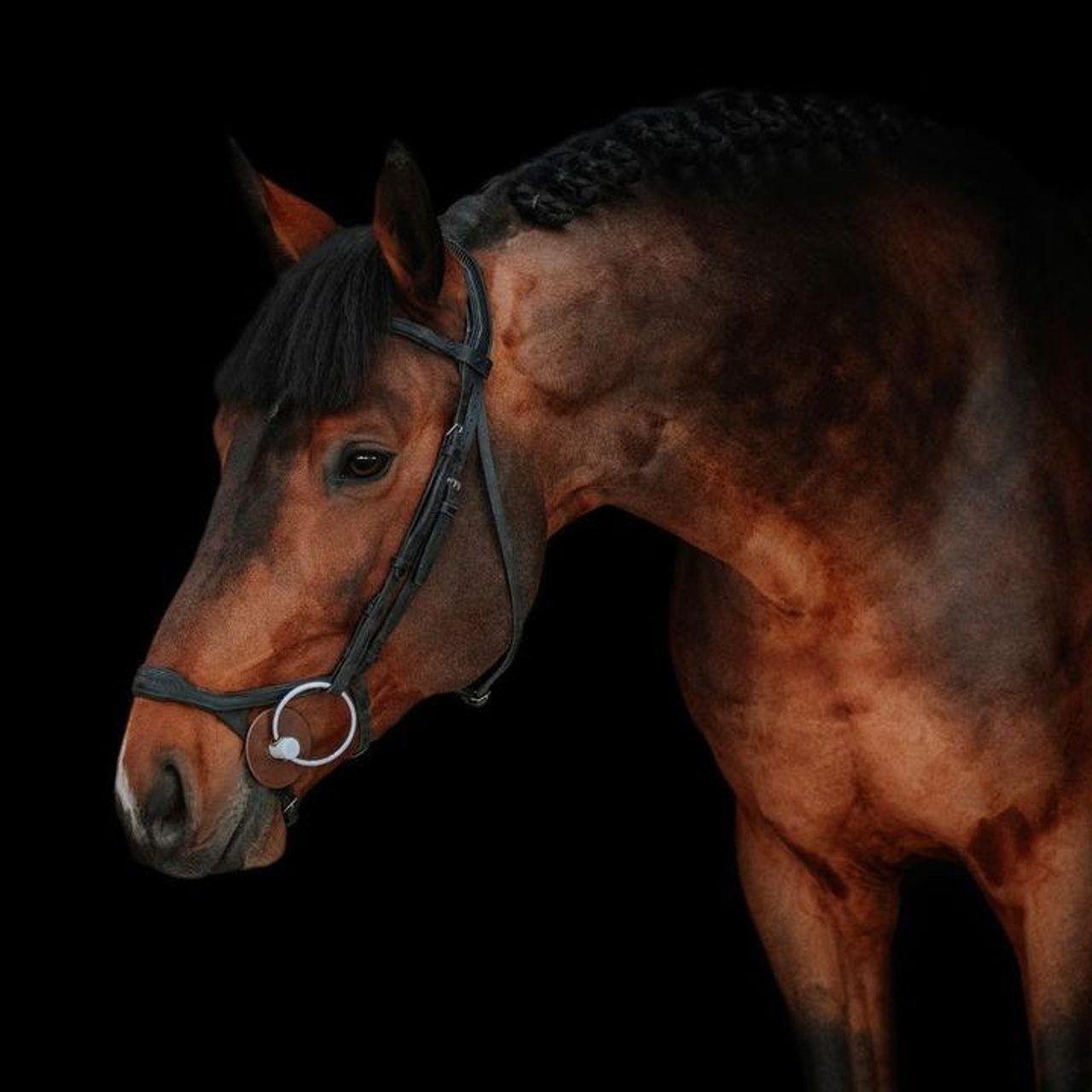 Конные портреты. Wixmort | photographer Polina Soldatova