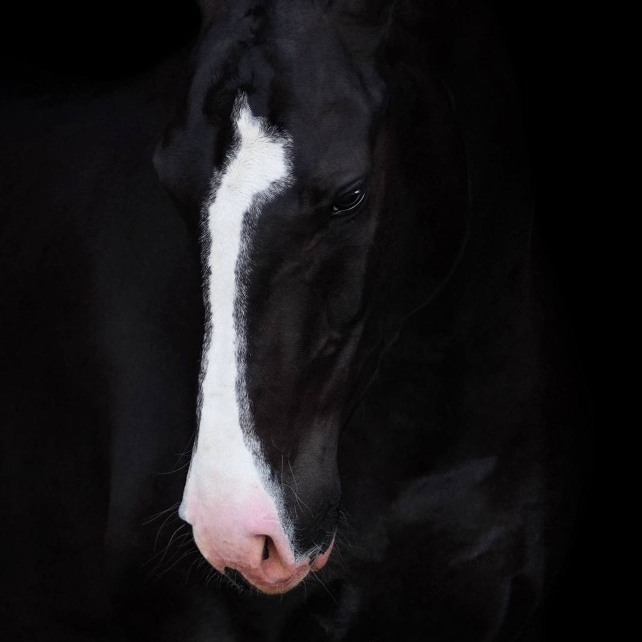 Конные портреты. Wixmort | photographer Polina Soldatova