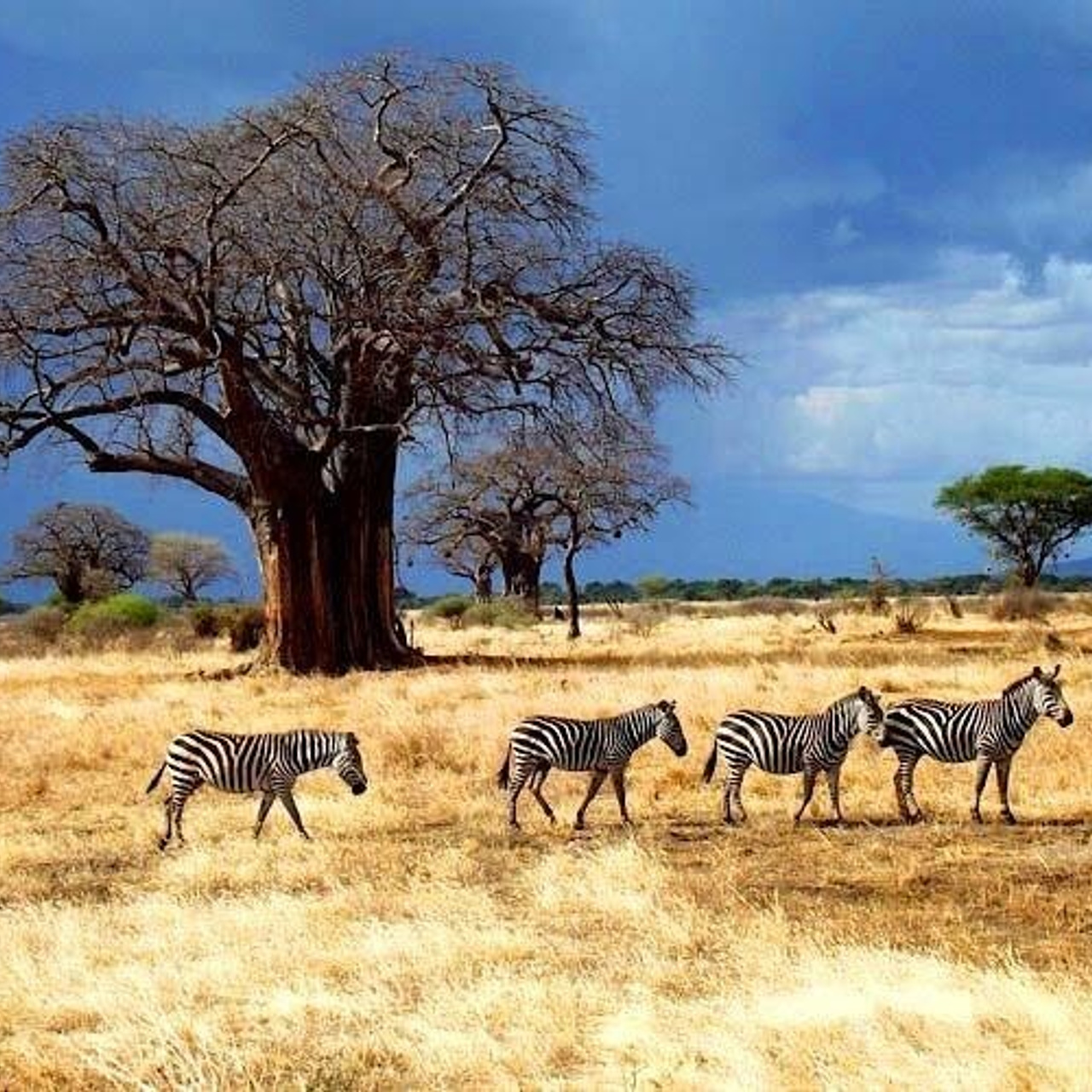 Африка. Туры по России и миру