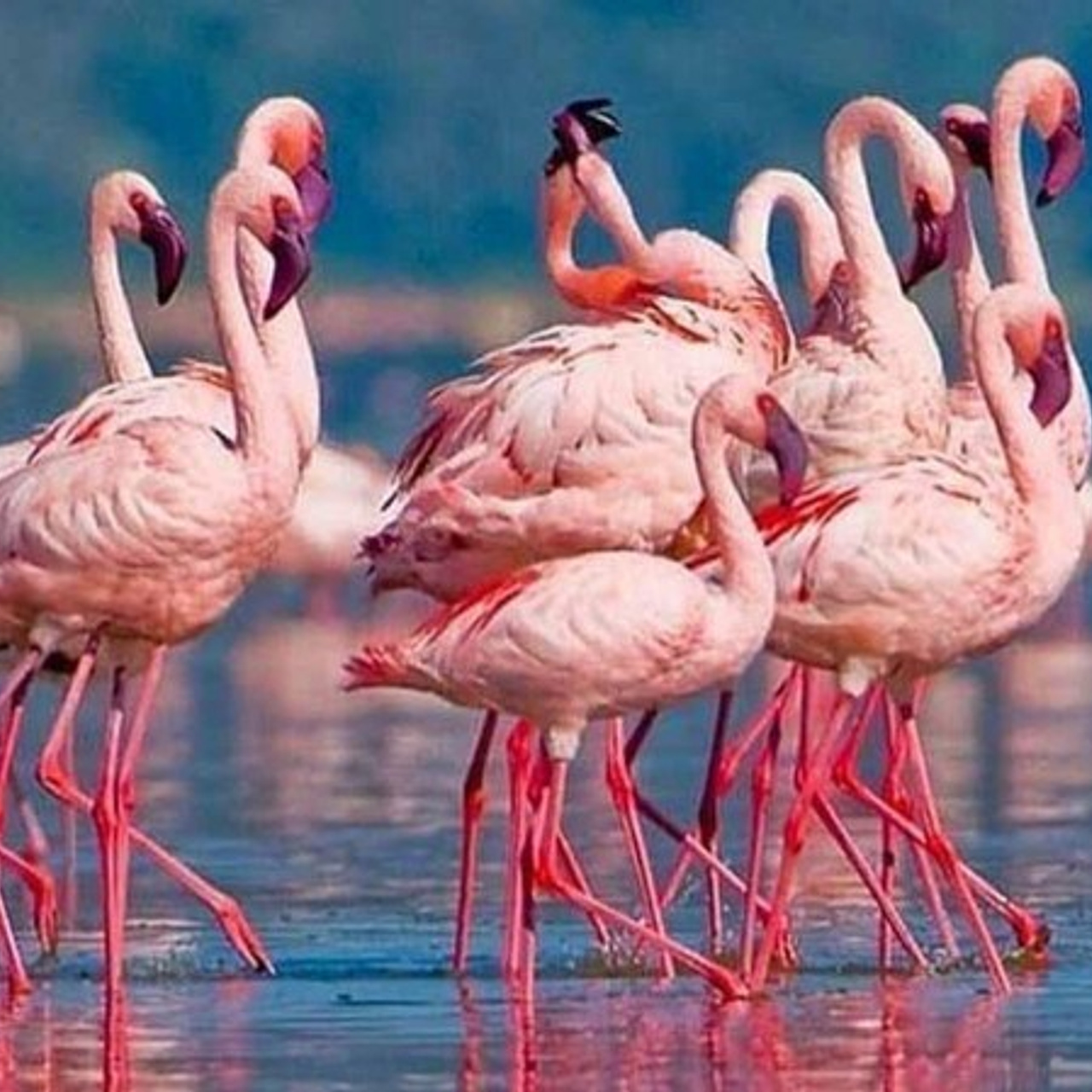 Африка. Туры по России и миру