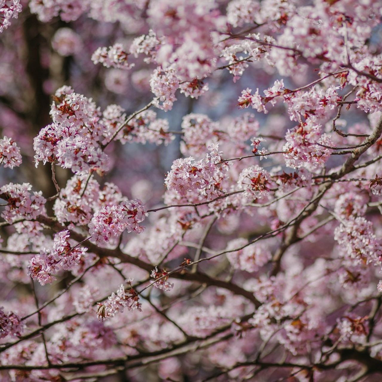 Отзывы. Семейный фотограф Анастасия Паршикова