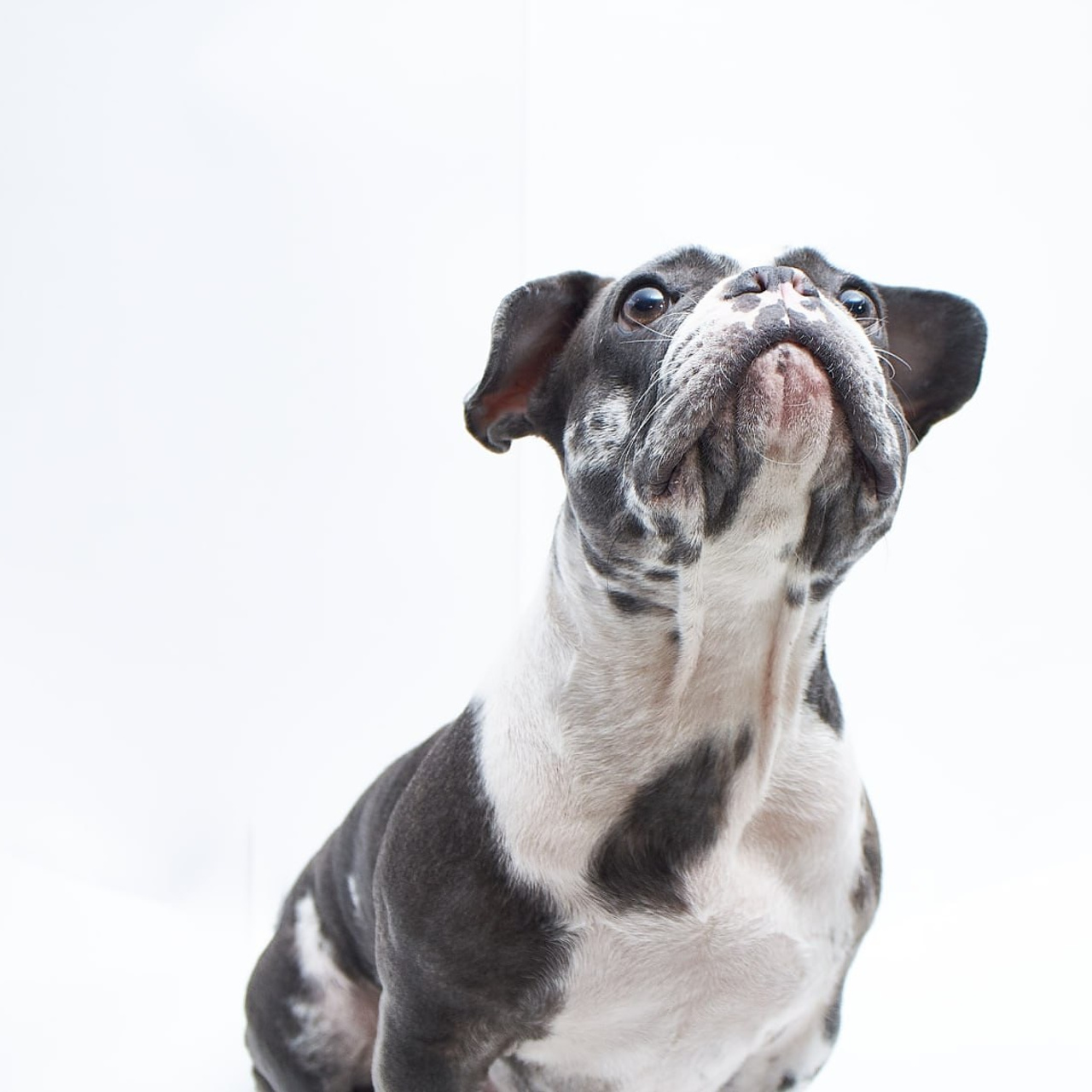 Фотосессия для сайта Ветеринарной клиники