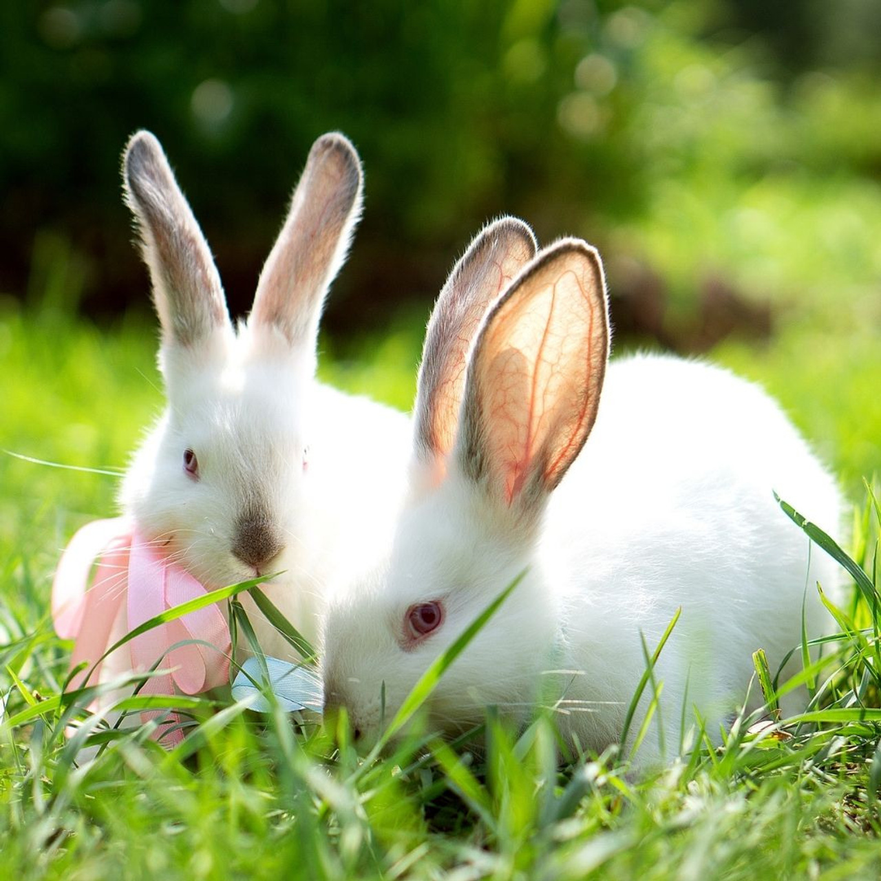 Кролики летом
