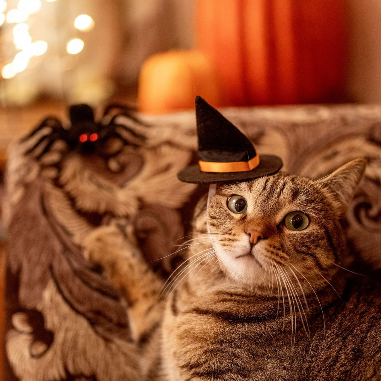 Halloween cat
