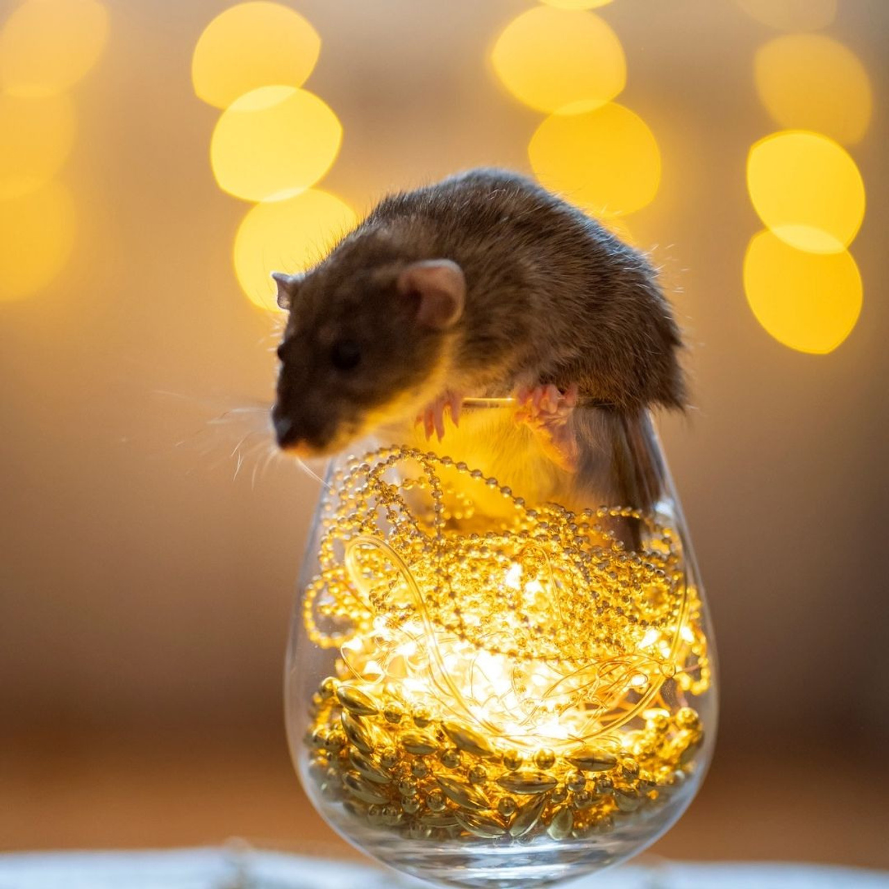 Rat and lights