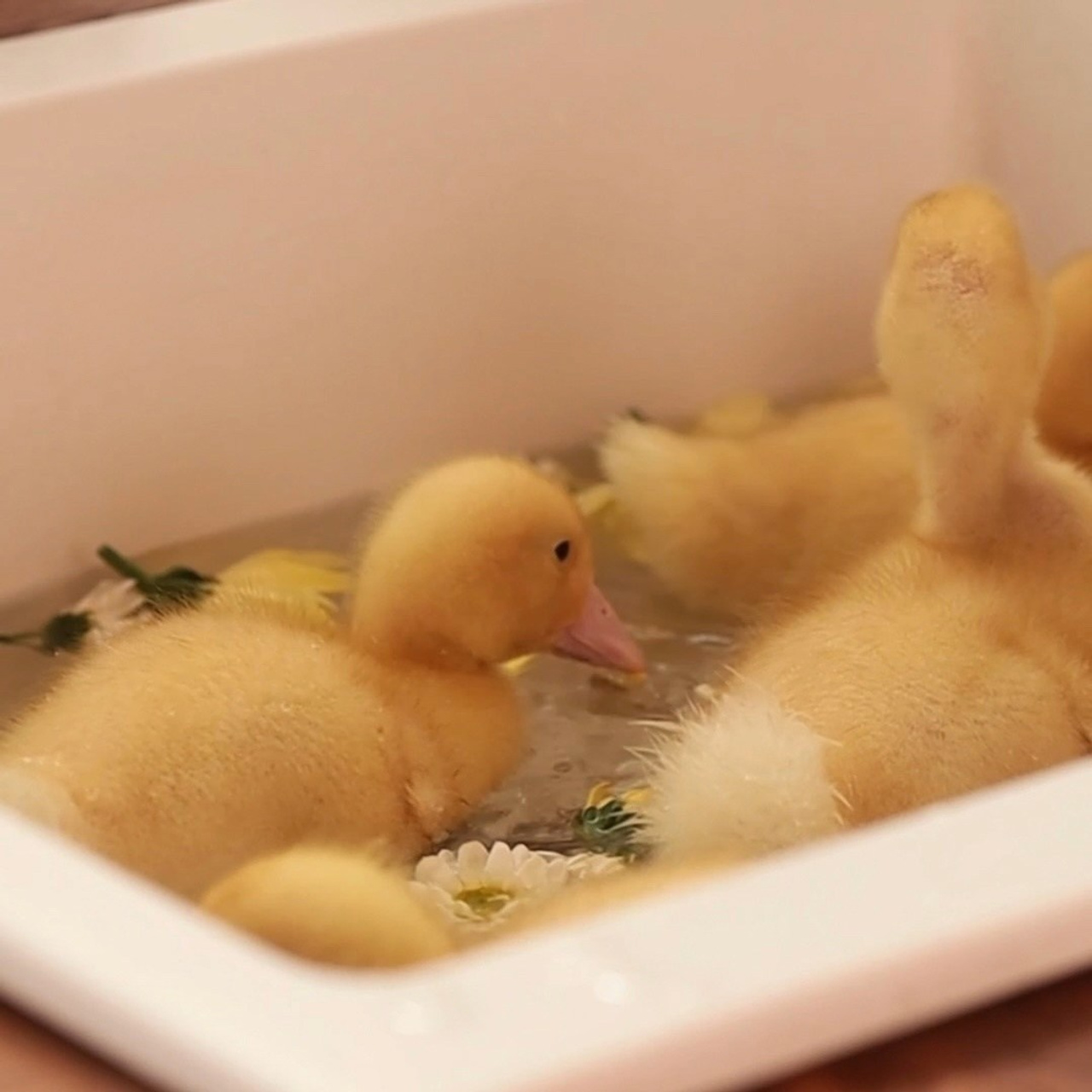 Весенние истории (утята). Фуд-фотограф и SMM в Москве