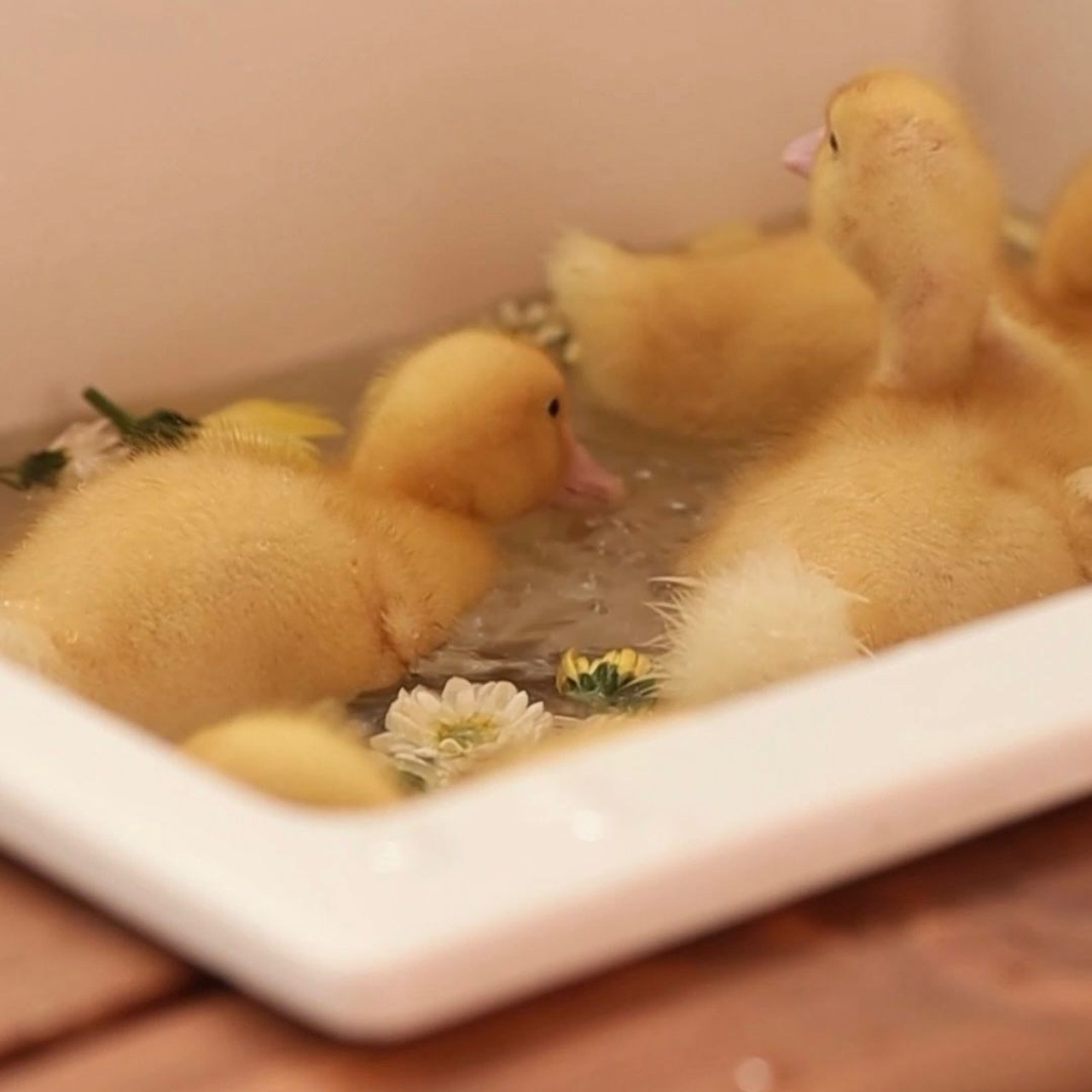 Весенние истории (утята)