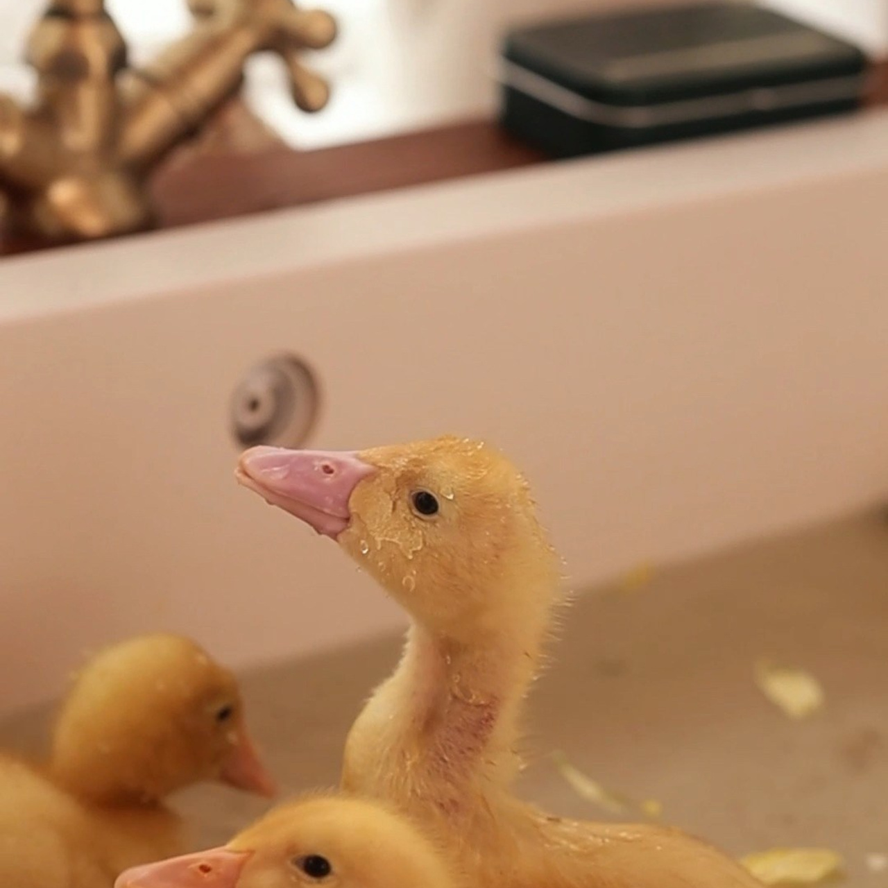 Весенние истории (утята). Фуд-фотограф и SMM в Москве