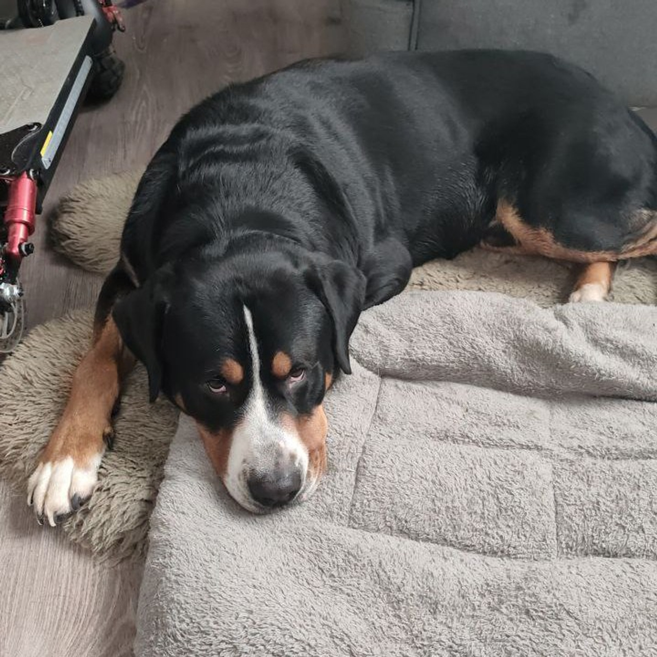 Отзывы. Питомник Больших Швейцарских Зенненхундов в Калужской области / Москва