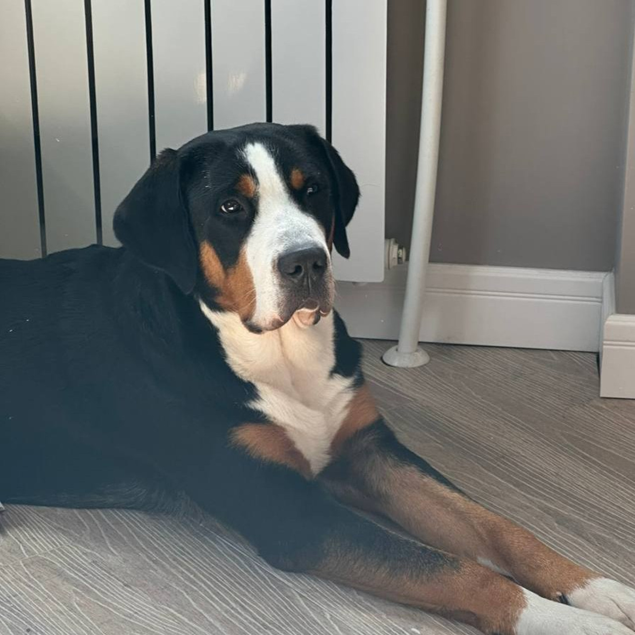 Отзывы. Питомник Больших Швейцарских Зенненхундов в Калужской области / Москва