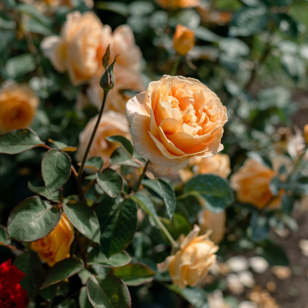 Отзывы. Свадебный фотограф Тюмень / Санкт — Петербург Миронова Наталия