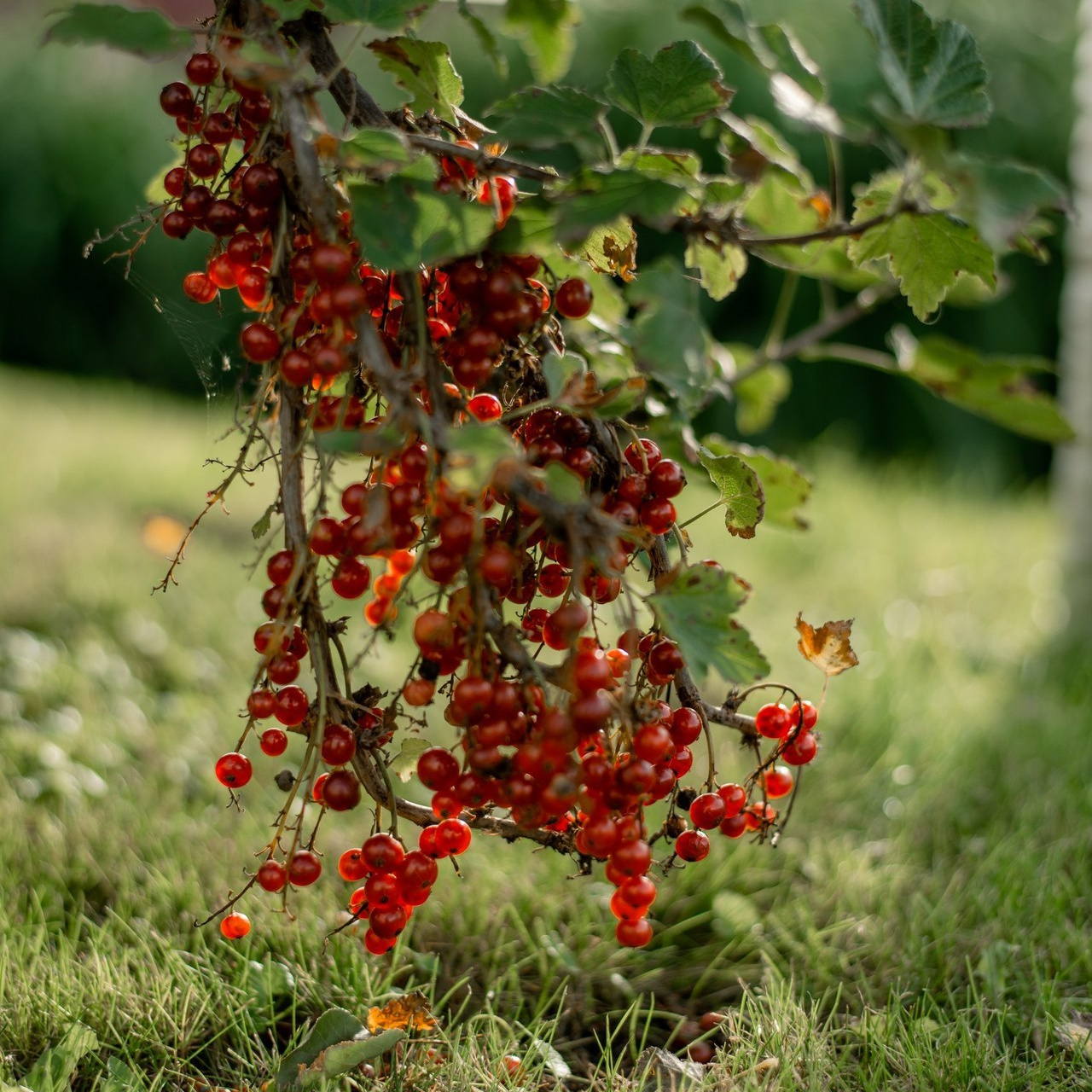Отзывы. Свадебный фотограф Тюмень / Санкт — Петербург Миронова Наталия