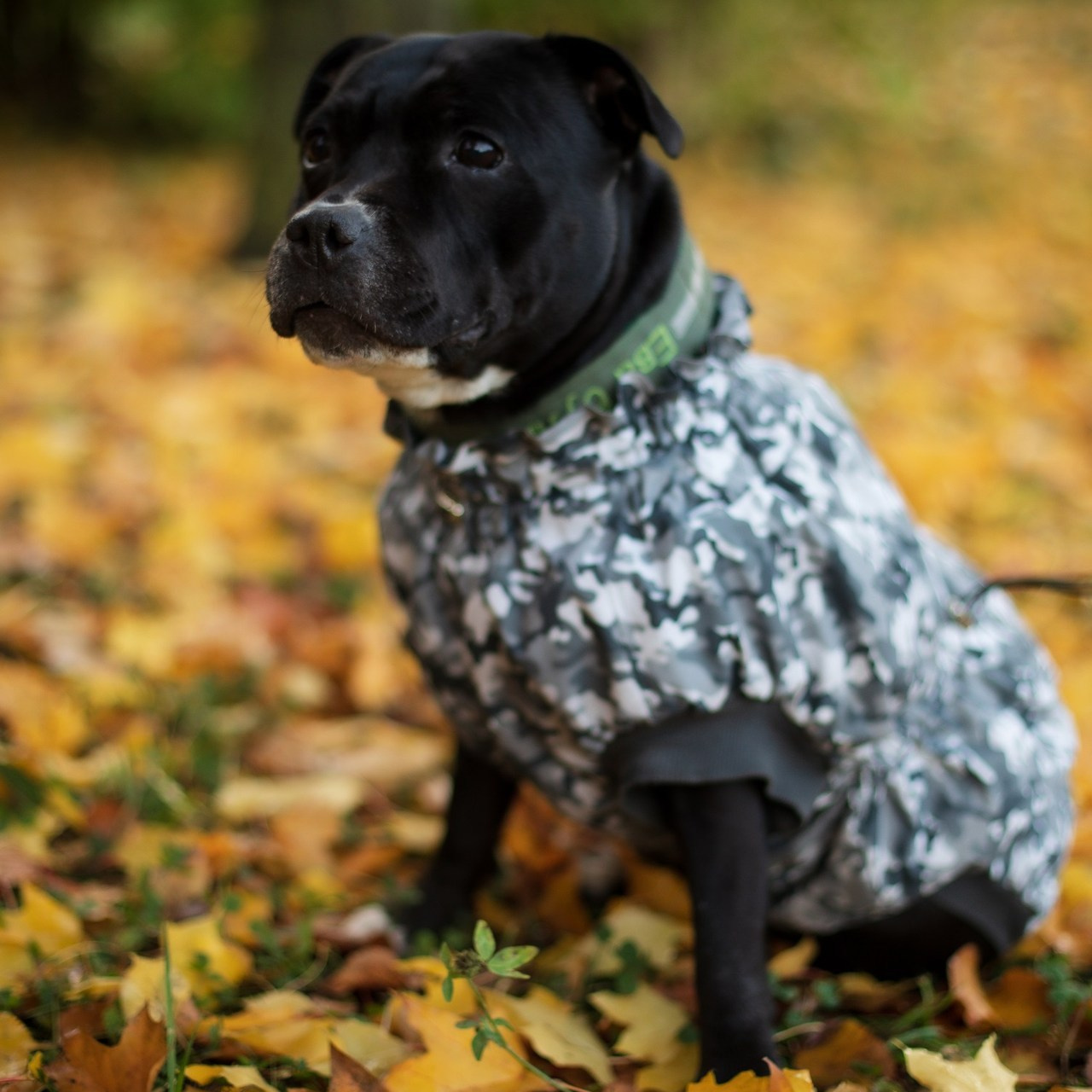 Отзывы. Семейный и детский фотограф в Санкт-Петербурге, Анастасия Воротова