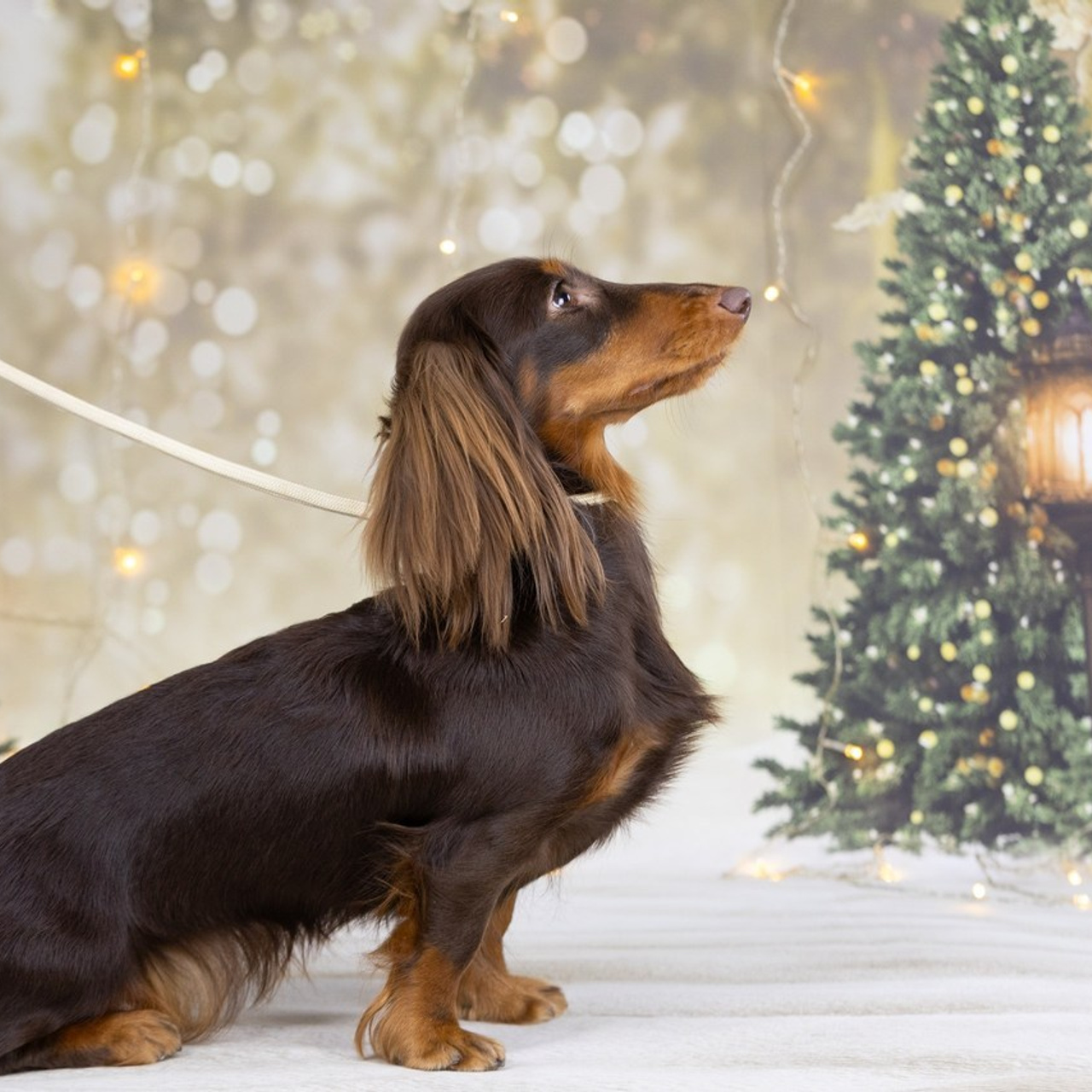 Отзывы. Slavilada-Лапки. Свет. Любовь… Профессиональная фотосессия питомцев Для памяти, пристройства и продажи. Хабаровск