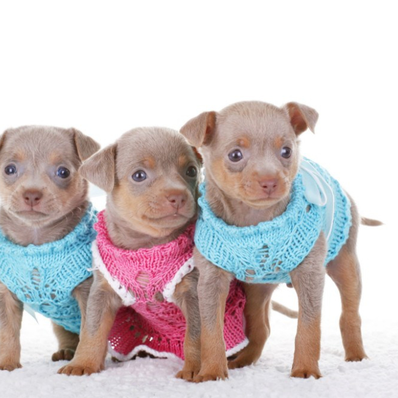 Щенки (уличные и студийные съемки)