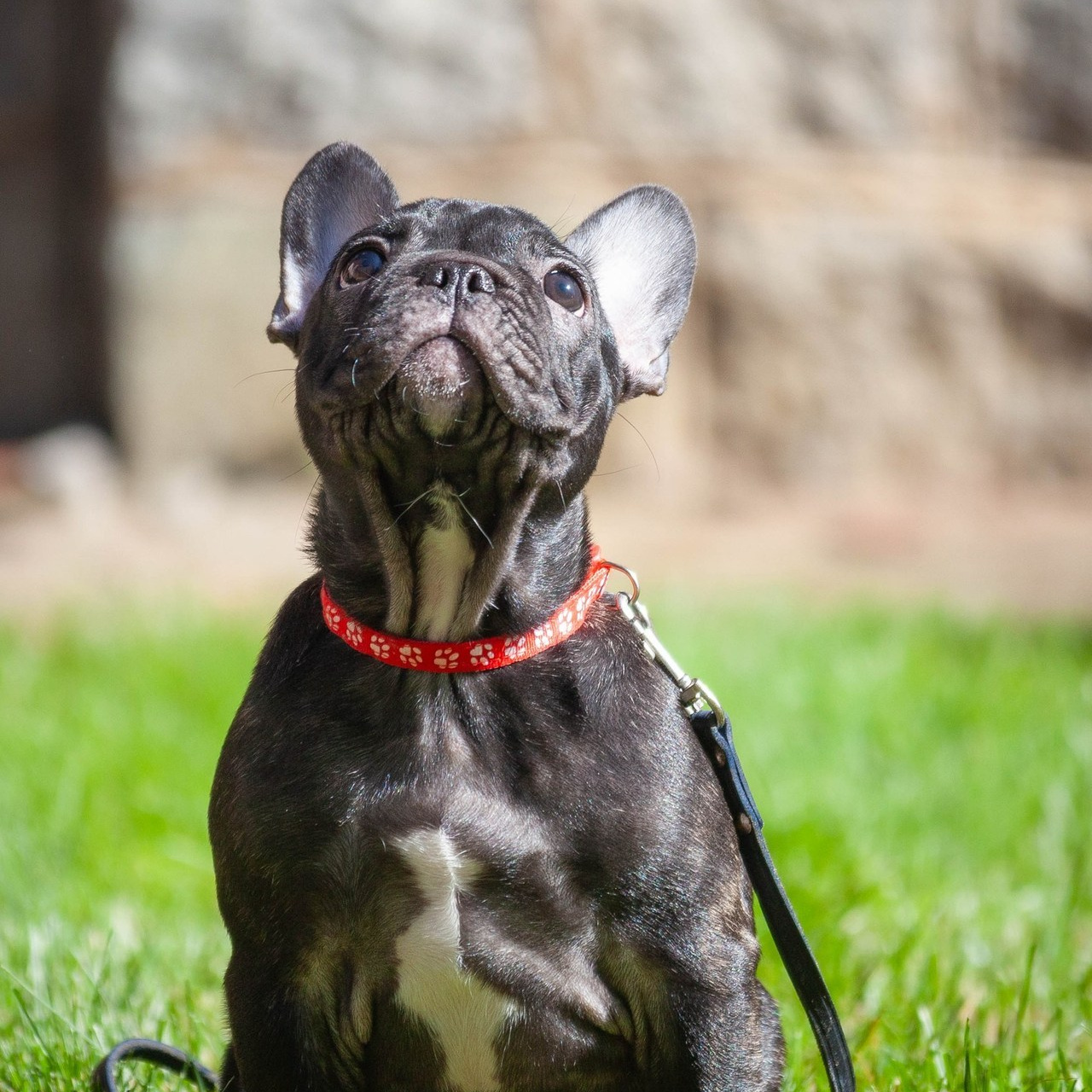 Отзывы. Slavilada-Лапки. Свет. Любовь… Профессиональная фотосессия питомцев Для памяти, пристройства и продажи. Хабаровск