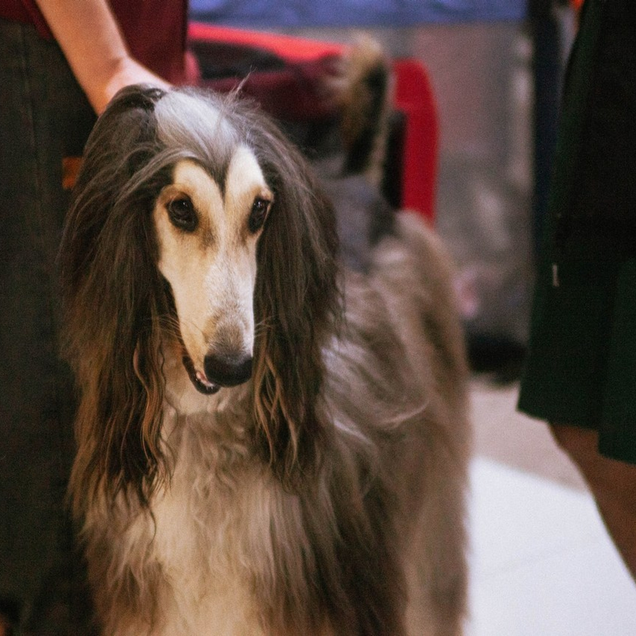 Отзывы. Slavilada-Лапки. Свет. Любовь… Профессиональная фотосессия питомцев Для памяти, пристройства и продажи. Хабаровск