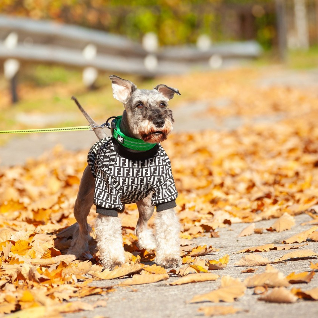 Отзывы. Slavilada-Лапки. Свет. Любовь… Профессиональная фотосессия питомцев Для памяти, пристройства и продажи. Хабаровск