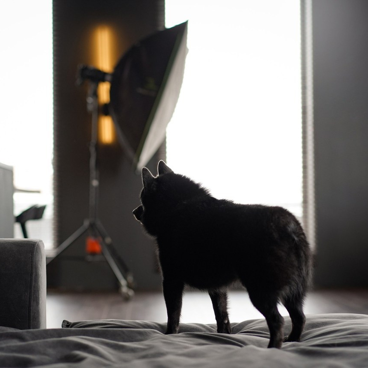 Отзывы. Фотограф-анималист в Санкт-Петербурге Яна Мартынова